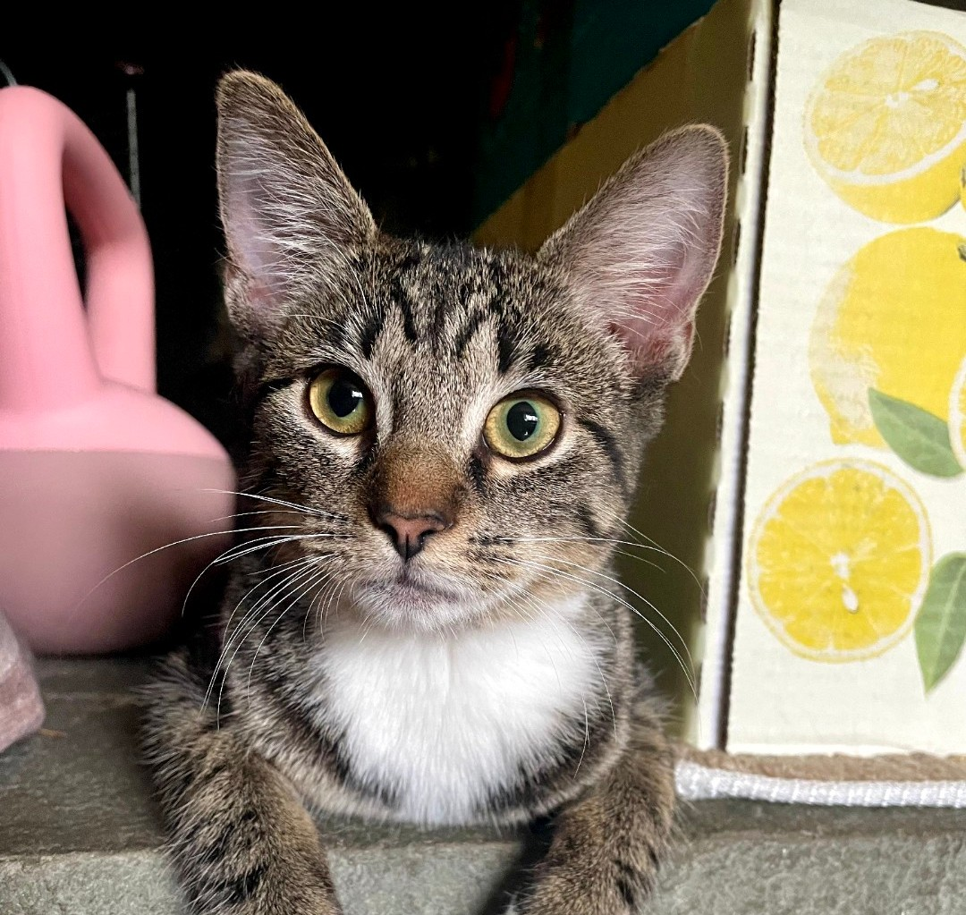 Penny - female
