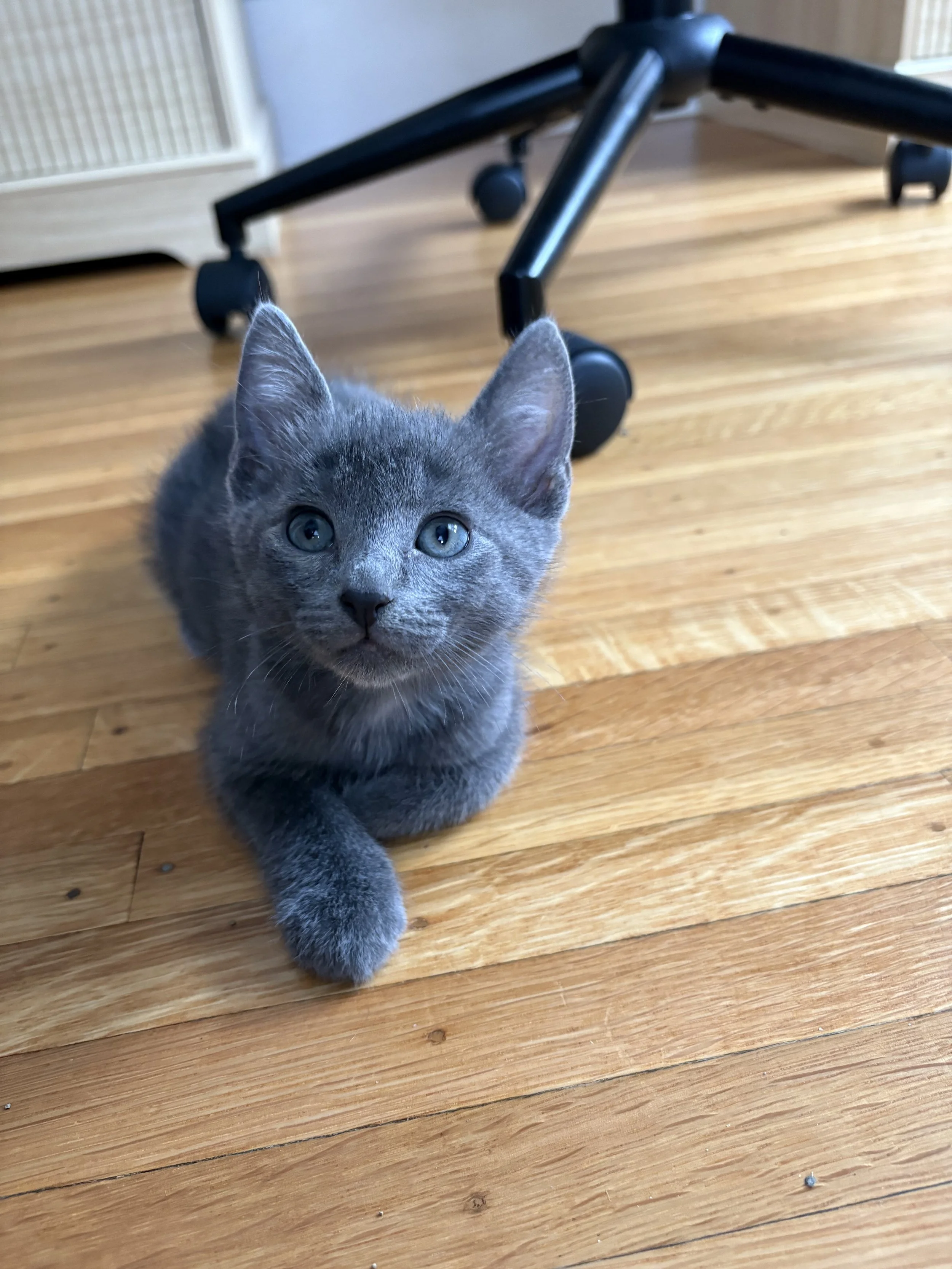 Basil - male ADOPTION PENDING!