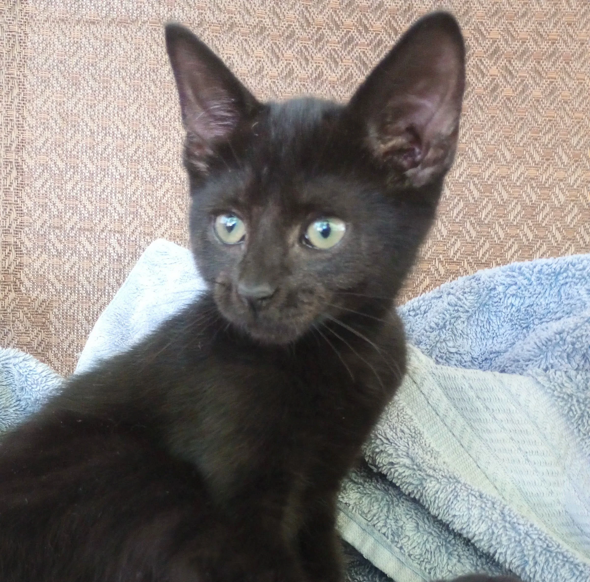 Marvel - male ADOPTION PENDING!