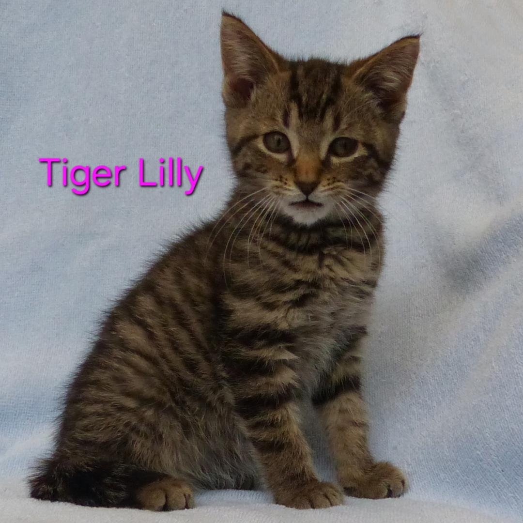 Tiger Lily.jpg