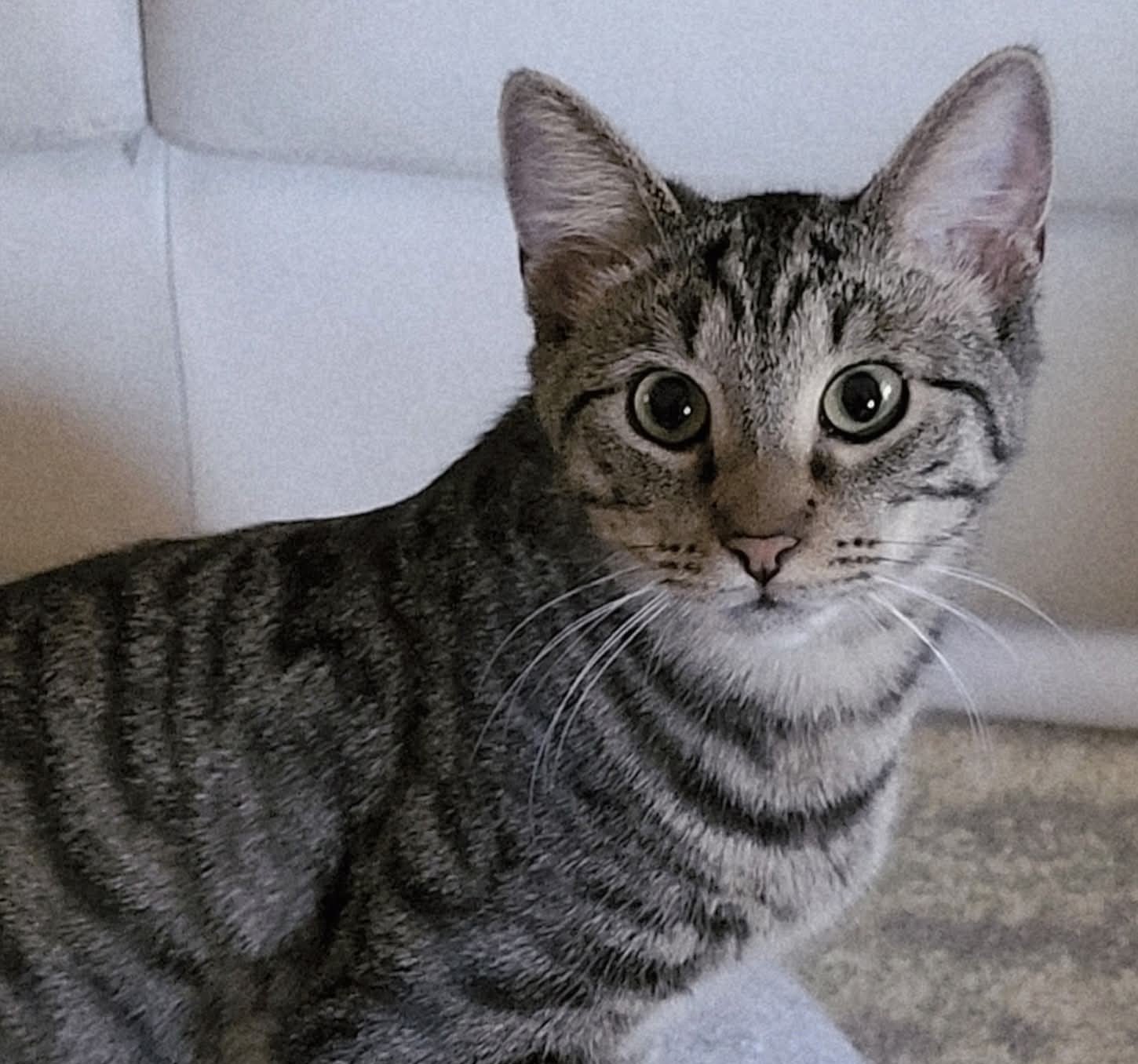 FB_IMG_1767720249244 v.jpg