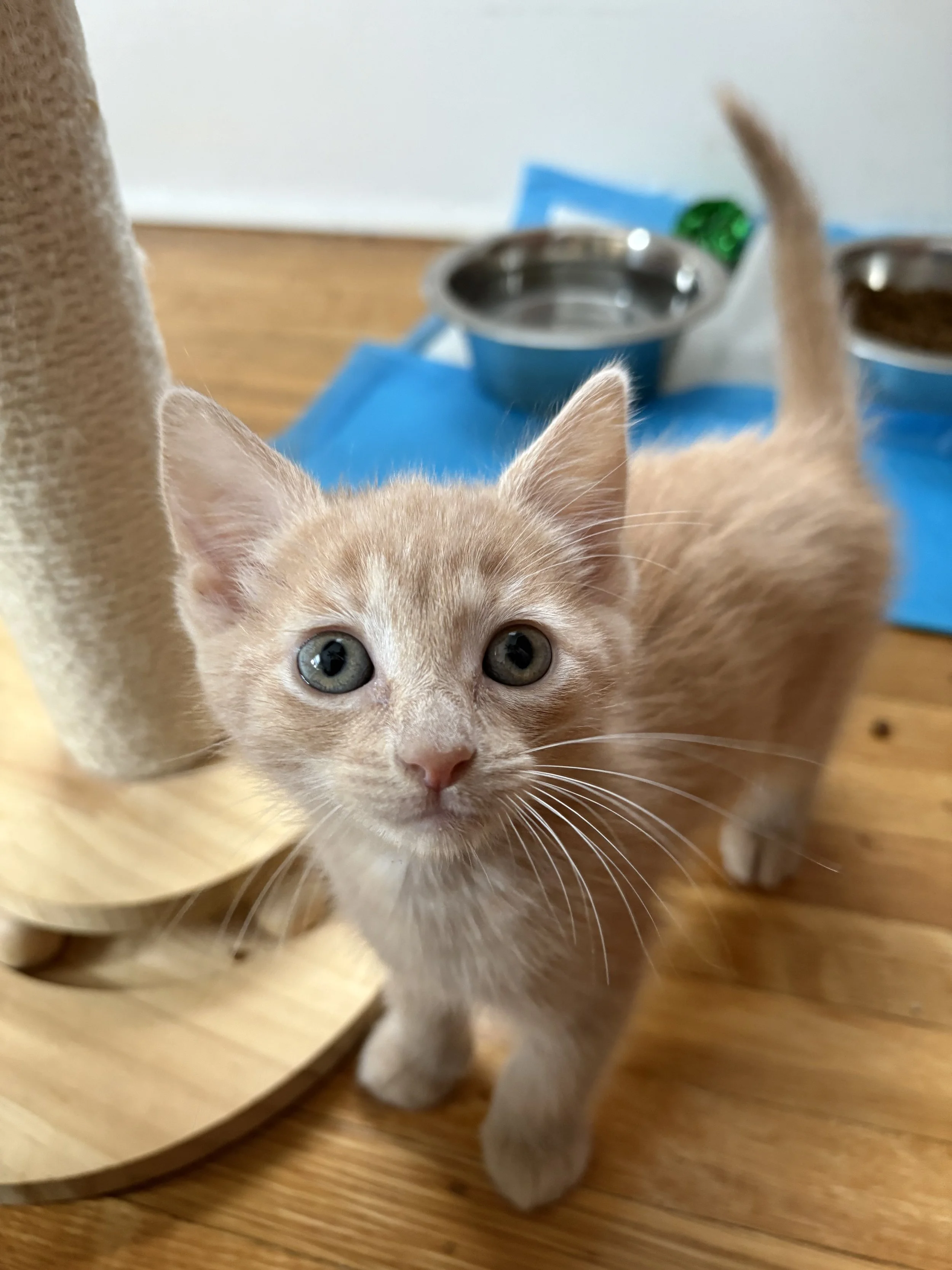Saffron - female ADOPTION PENDING!