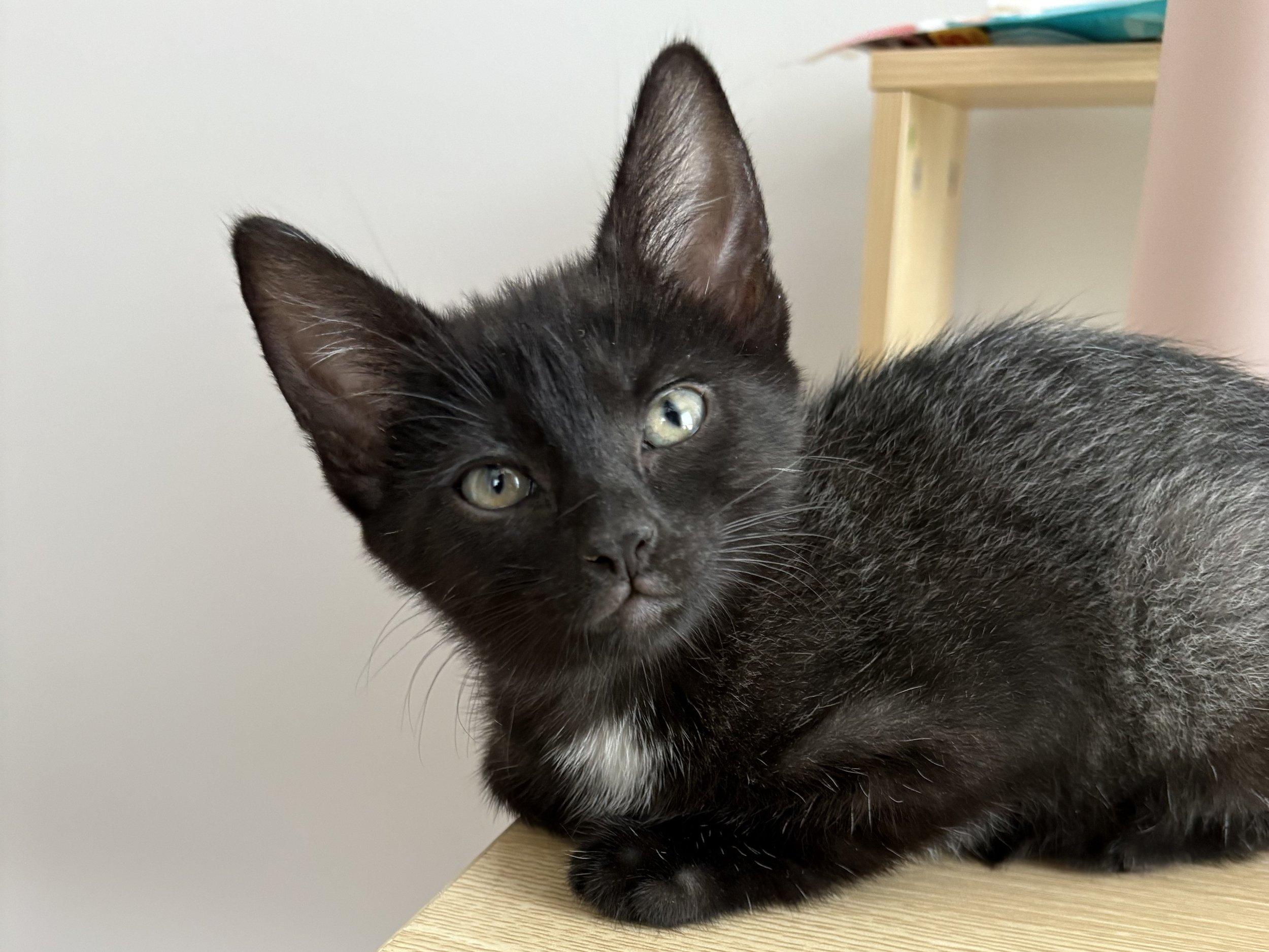 Rosemary - female ADOPTION PENDING!