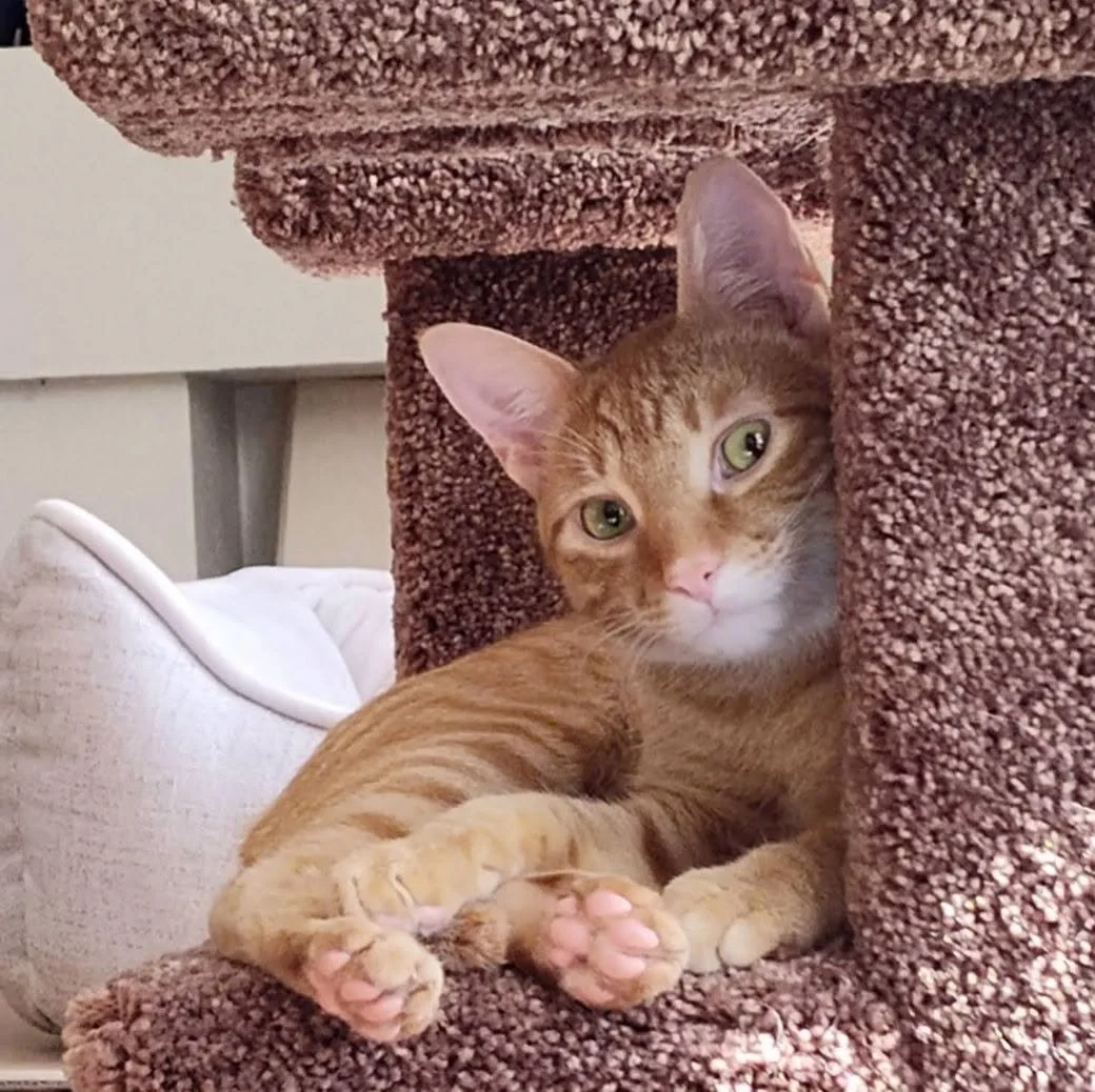 olaf in cat tree.jpg