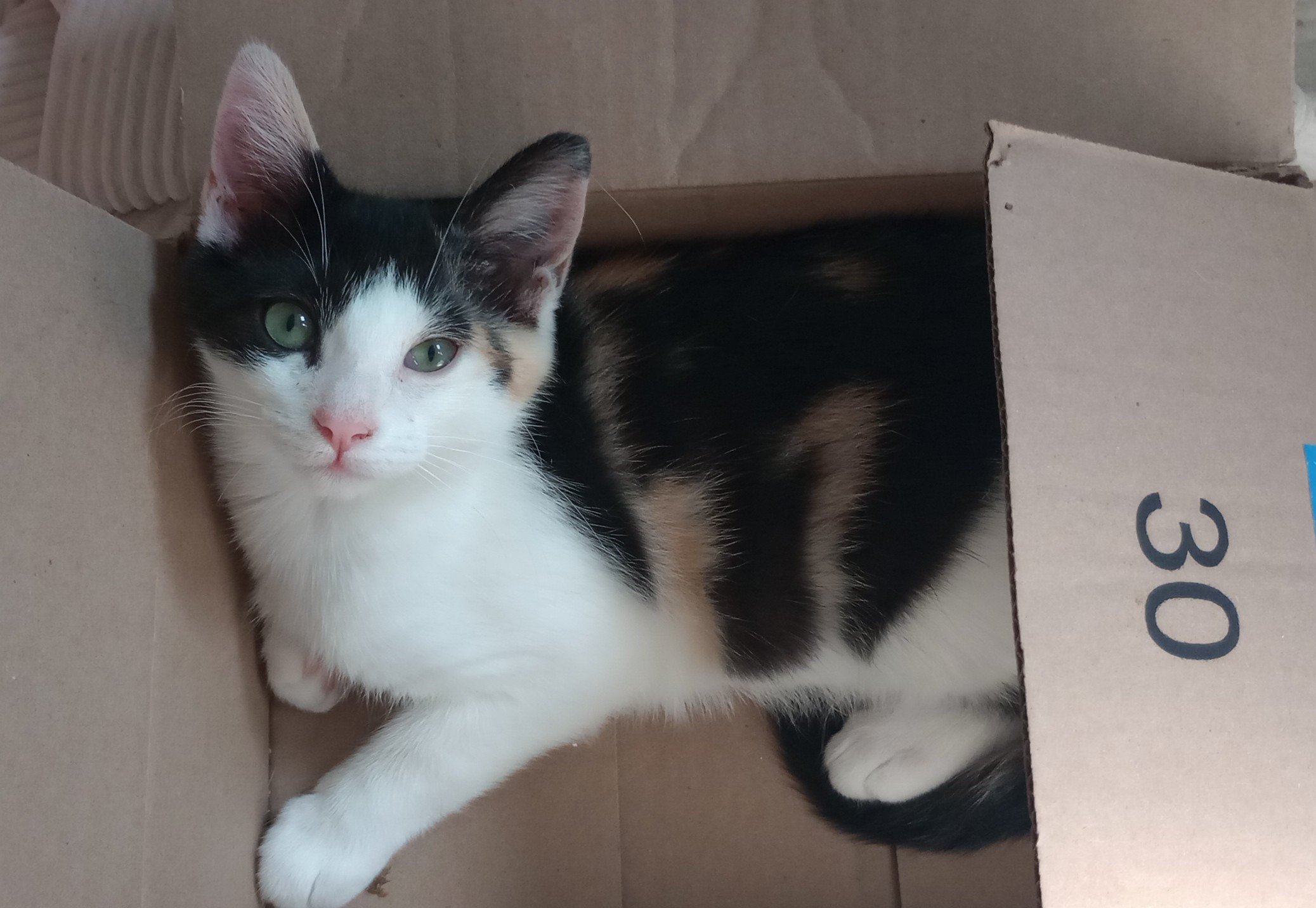 Xena - female