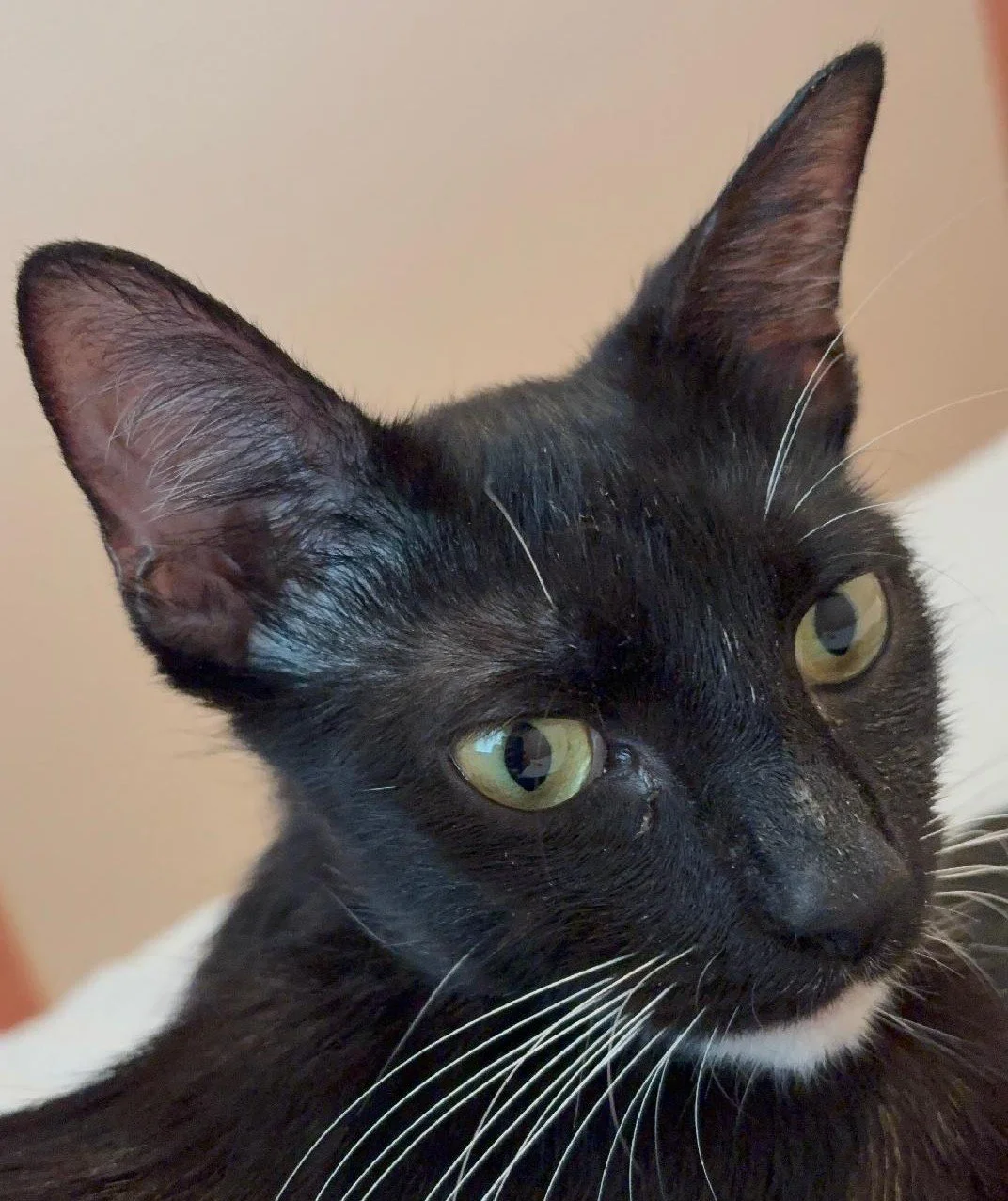 Glenda cropped.jpg