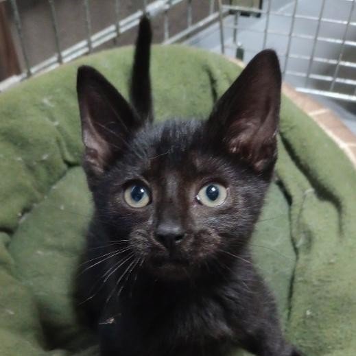 Marvel kitten.jpg