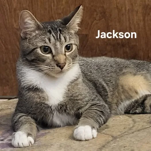 Jackson - male
