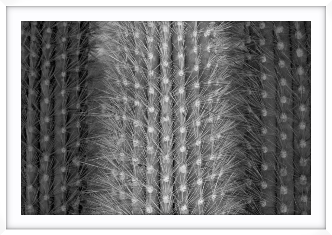 Feathered Spines
