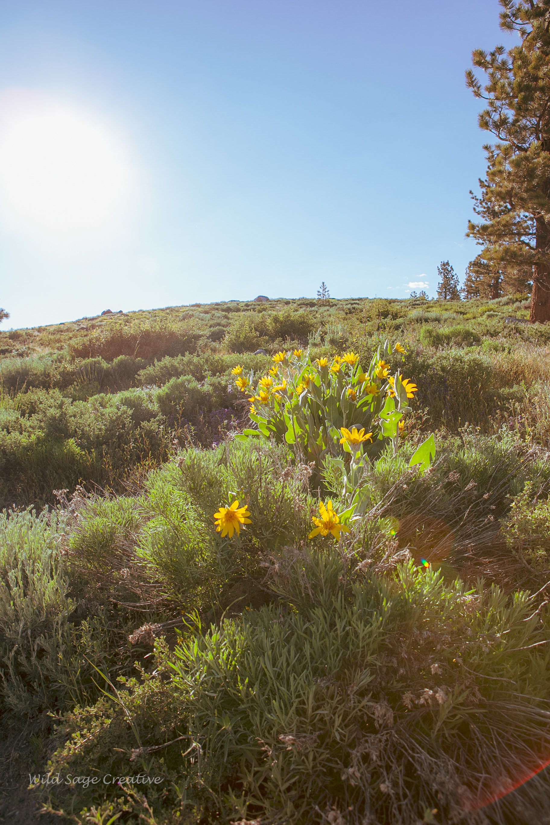 6.2023 Wildflowers Mammoth, WSC 40.jpg
