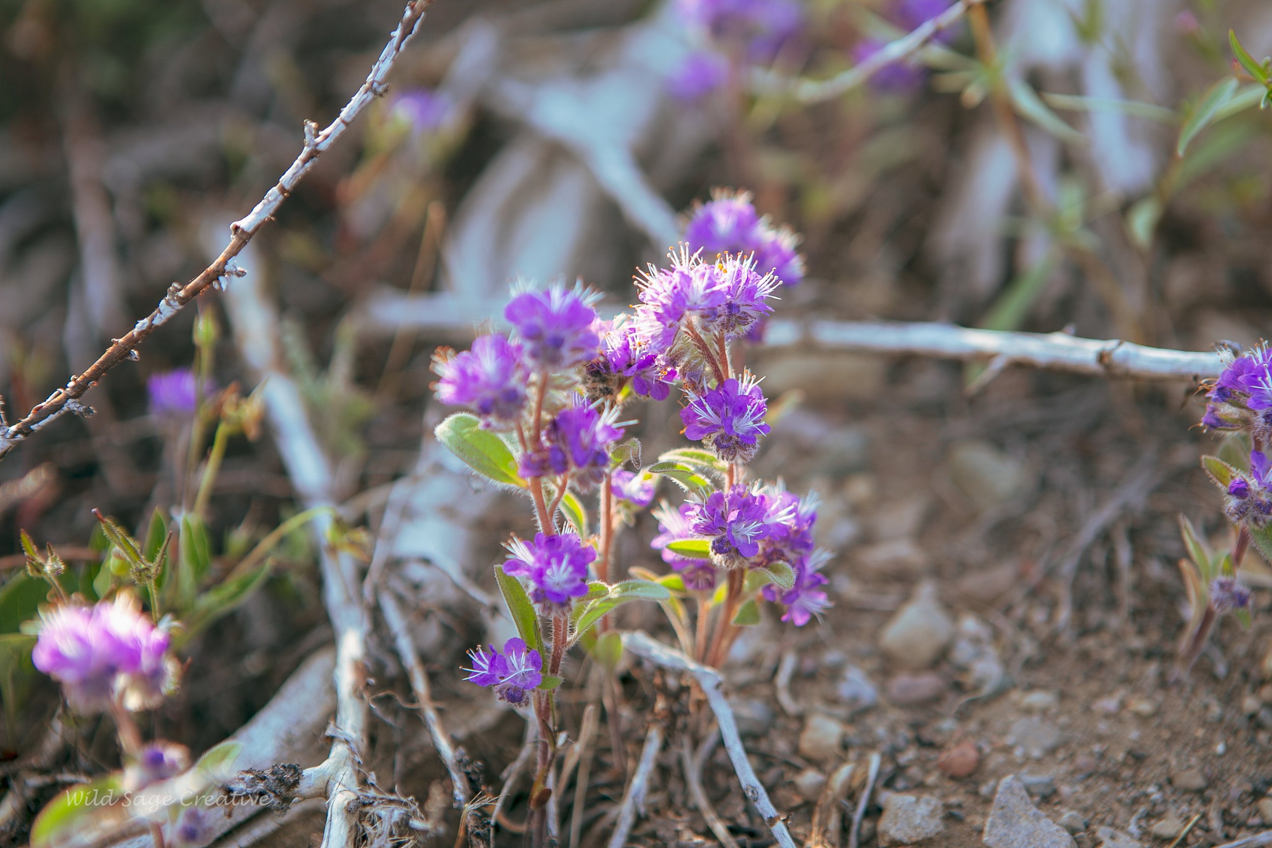 6.2023 Wildflowers Mammoth, WSC 38.jpg