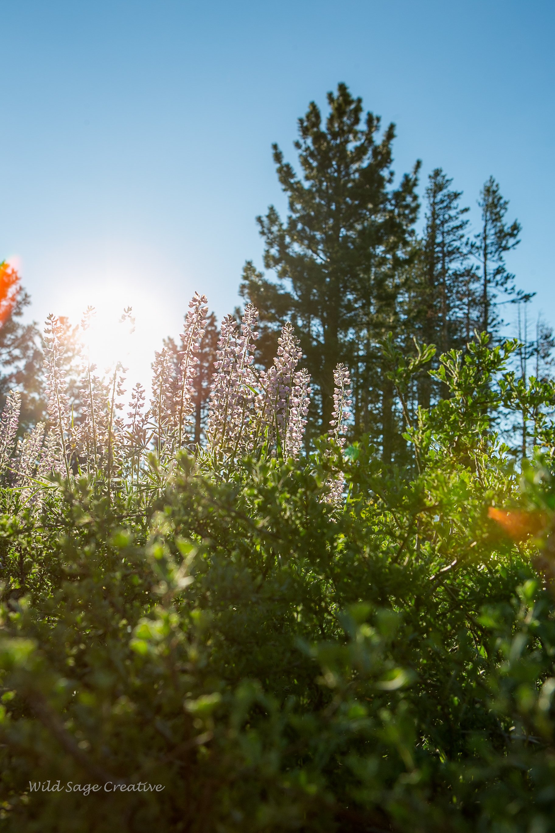 6.2023 Wildflowers Mammoth, WSC 54.jpg