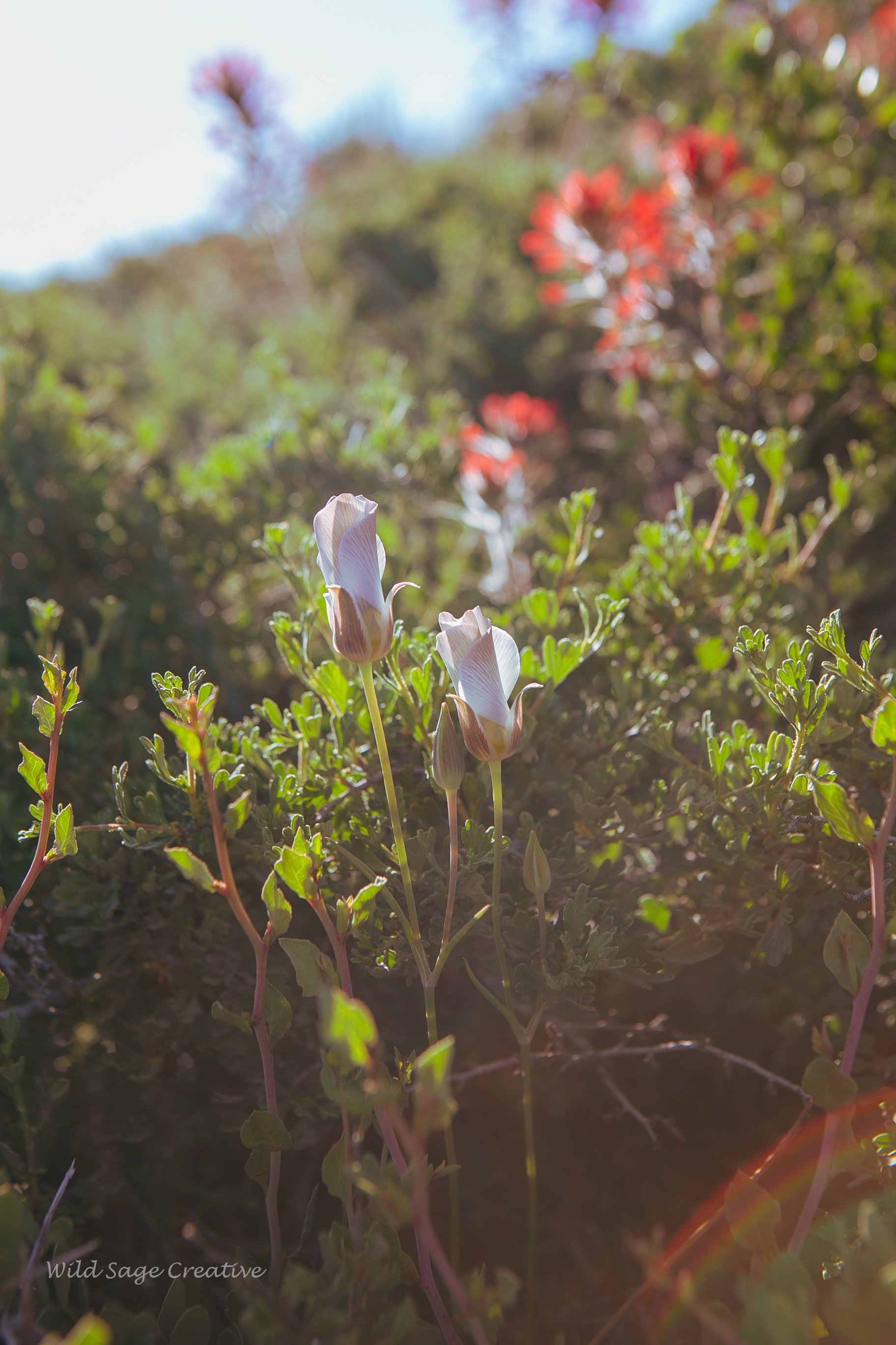 6.2023 Wildflowers Mammoth, WSC 34.jpg