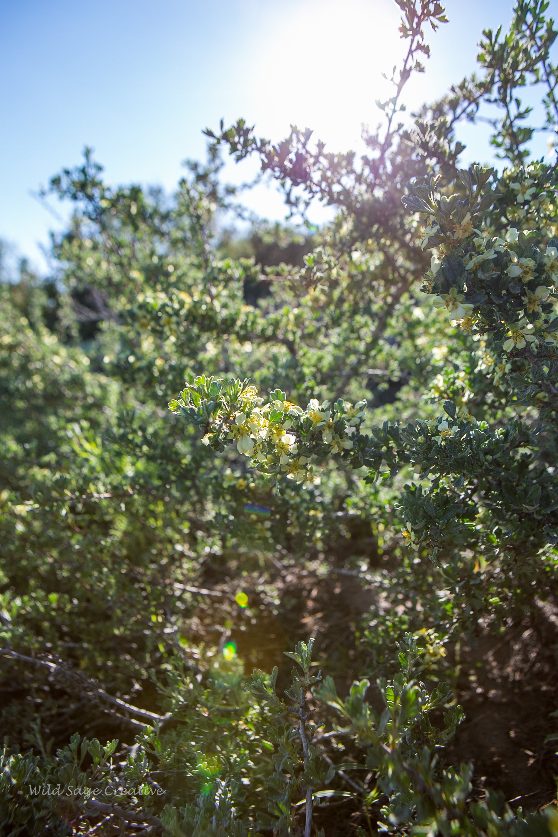 6.2023 Wildflowers Mammoth, WSC 09.jpg