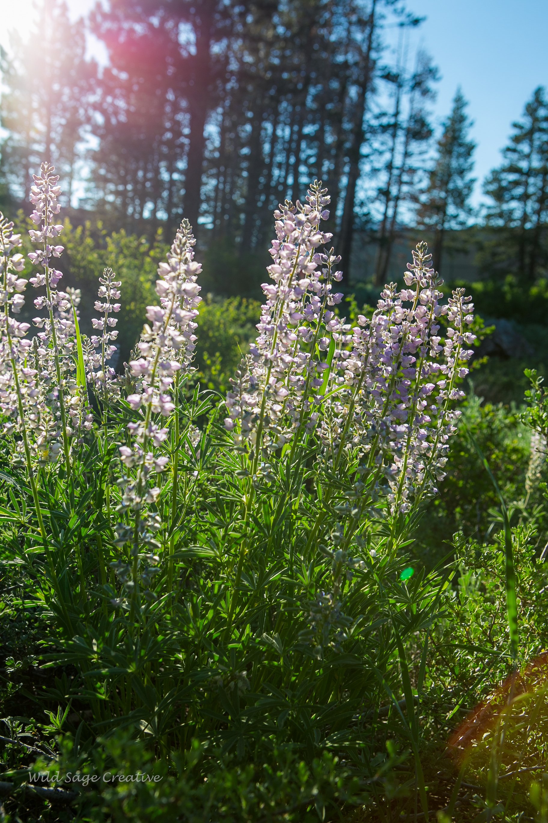 6.2023 Wildflowers Mammoth, WSC 55.jpg