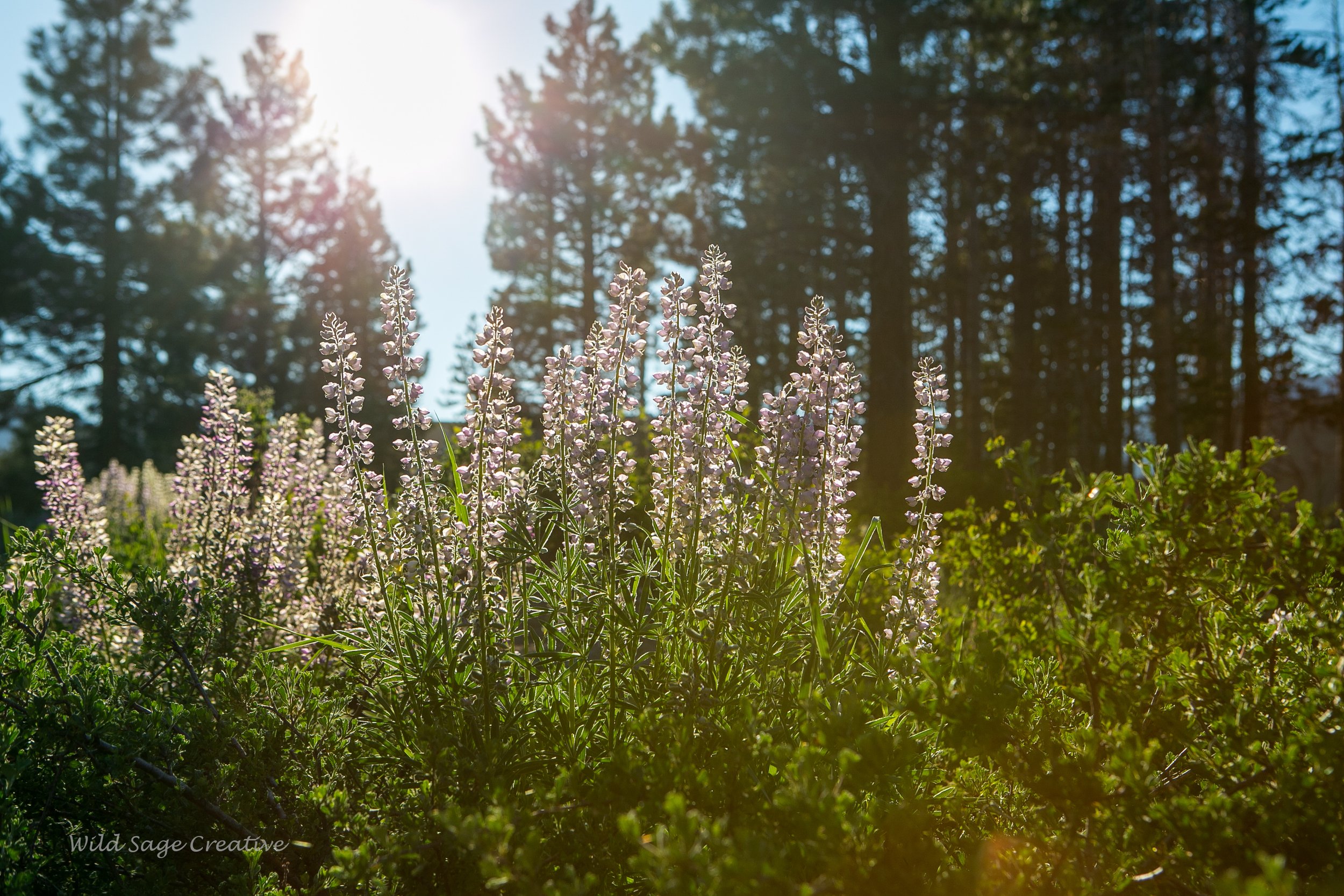 6.2023 Wildflowers Mammoth, WSC 52.jpg