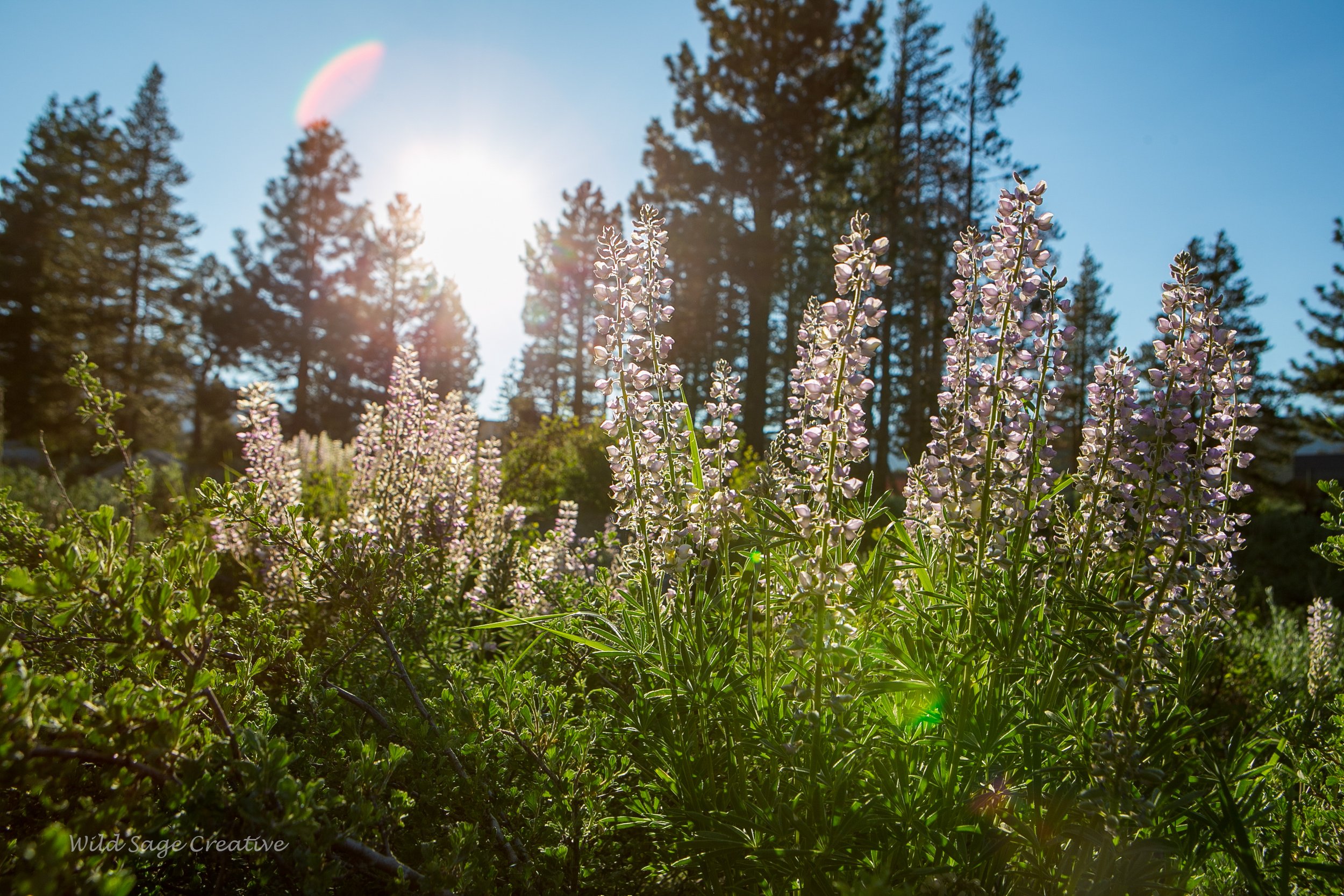 6.2023 Wildflowers Mammoth, WSC 57.jpg