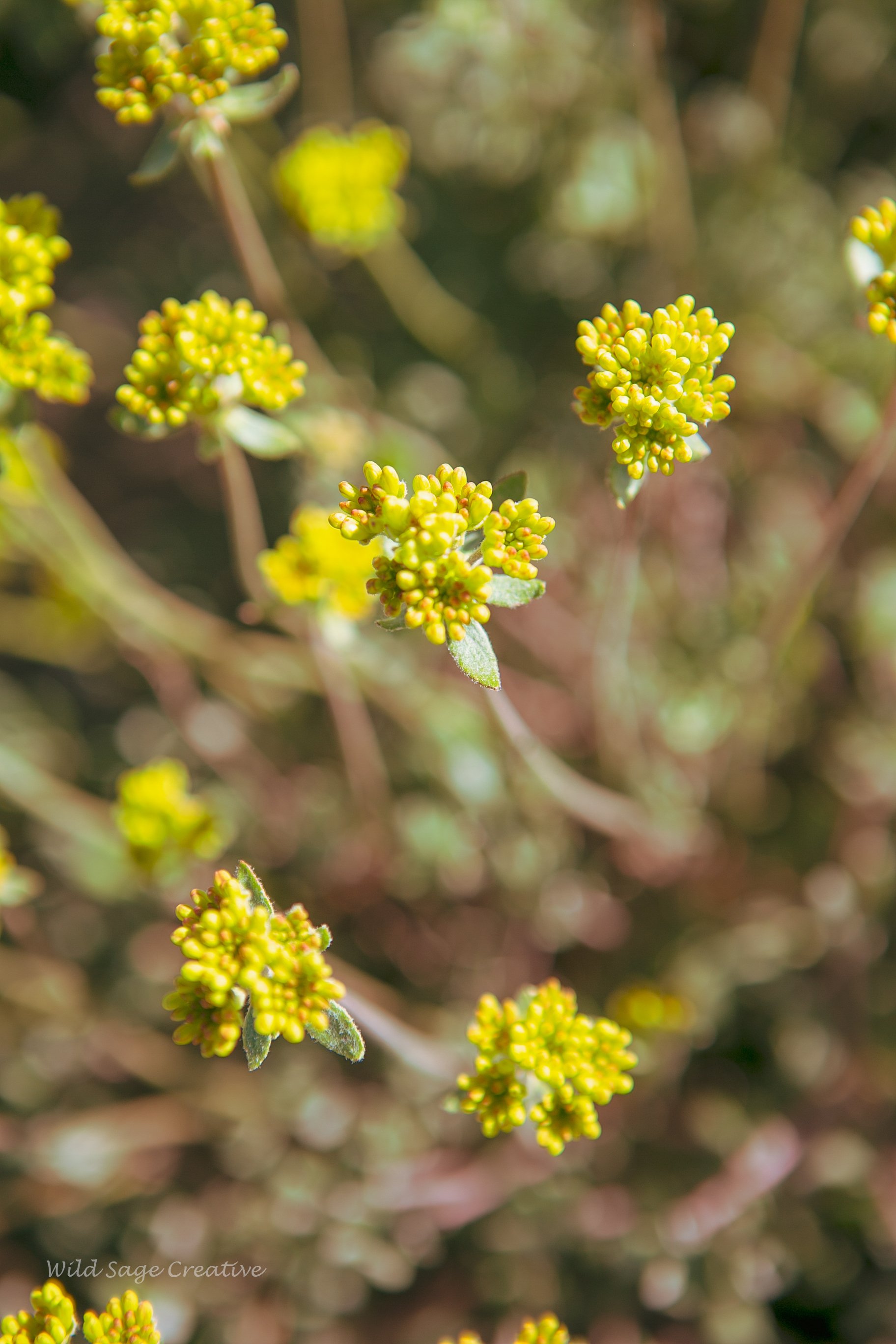 6.2023 Wildflowers Mammoth, WSC 20.jpg
