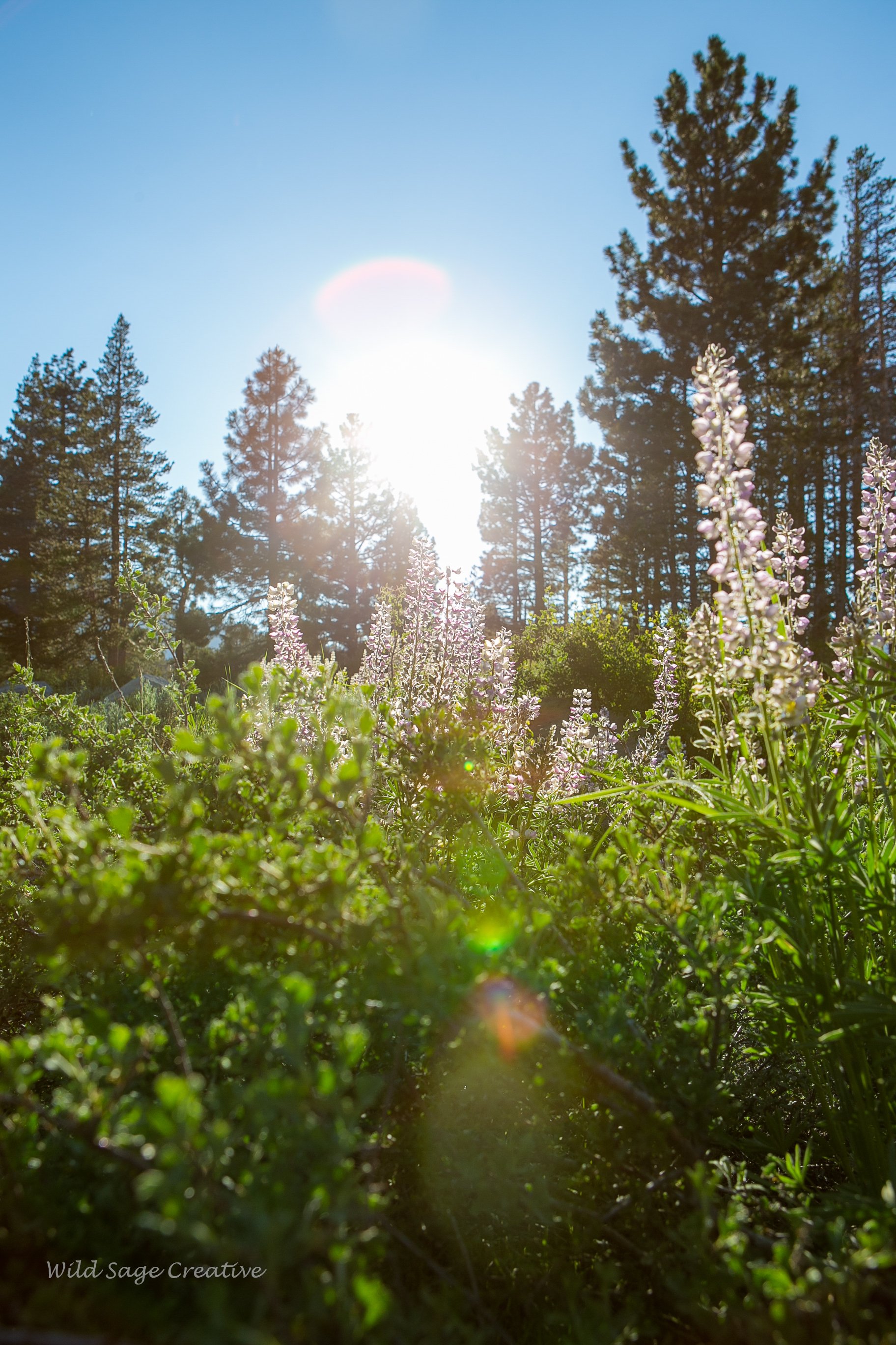 6.2023 Wildflowers Mammoth, WSC 58.jpg