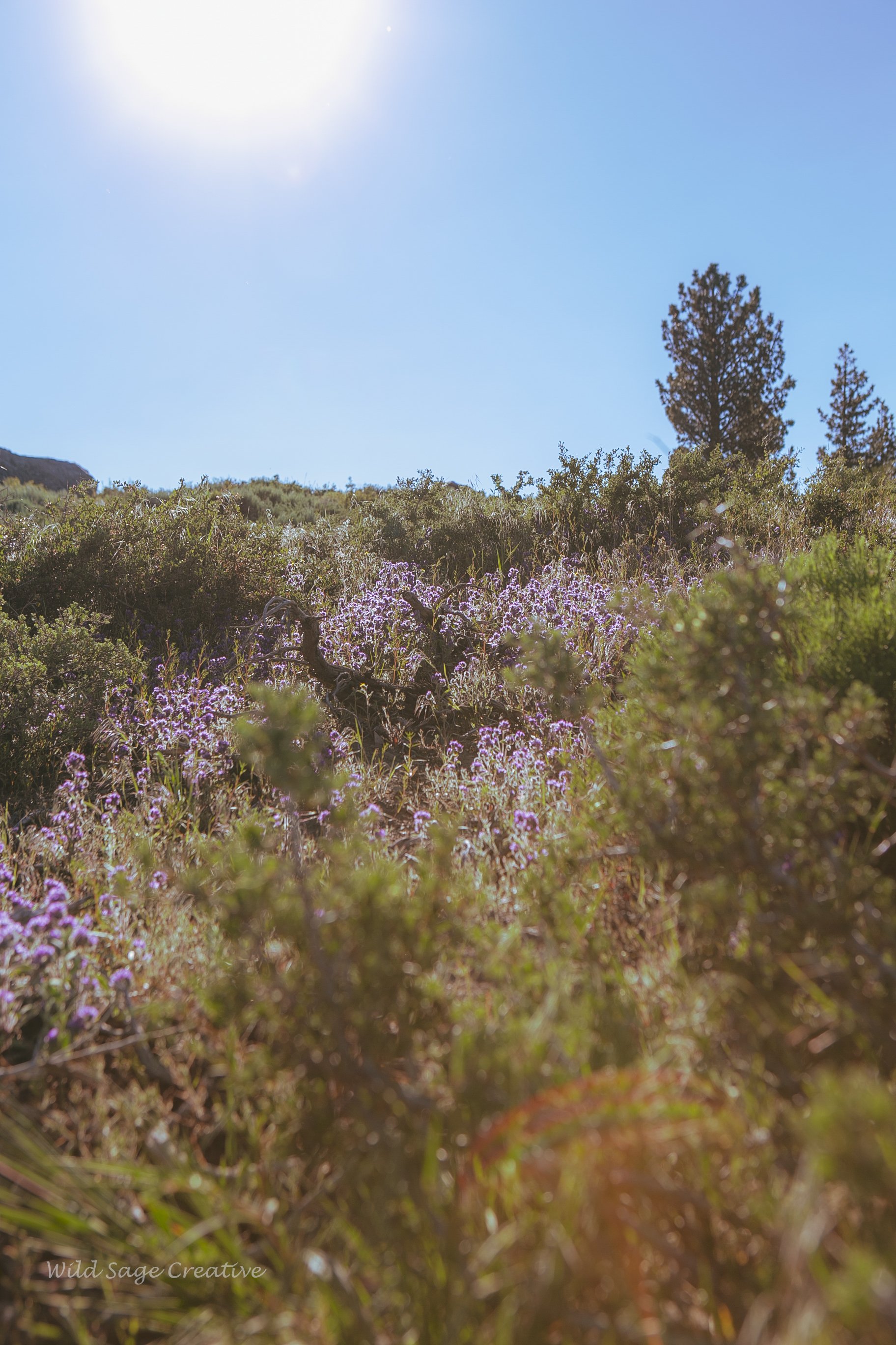6.2023 Wildflowers Mammoth, WSC 10.jpg