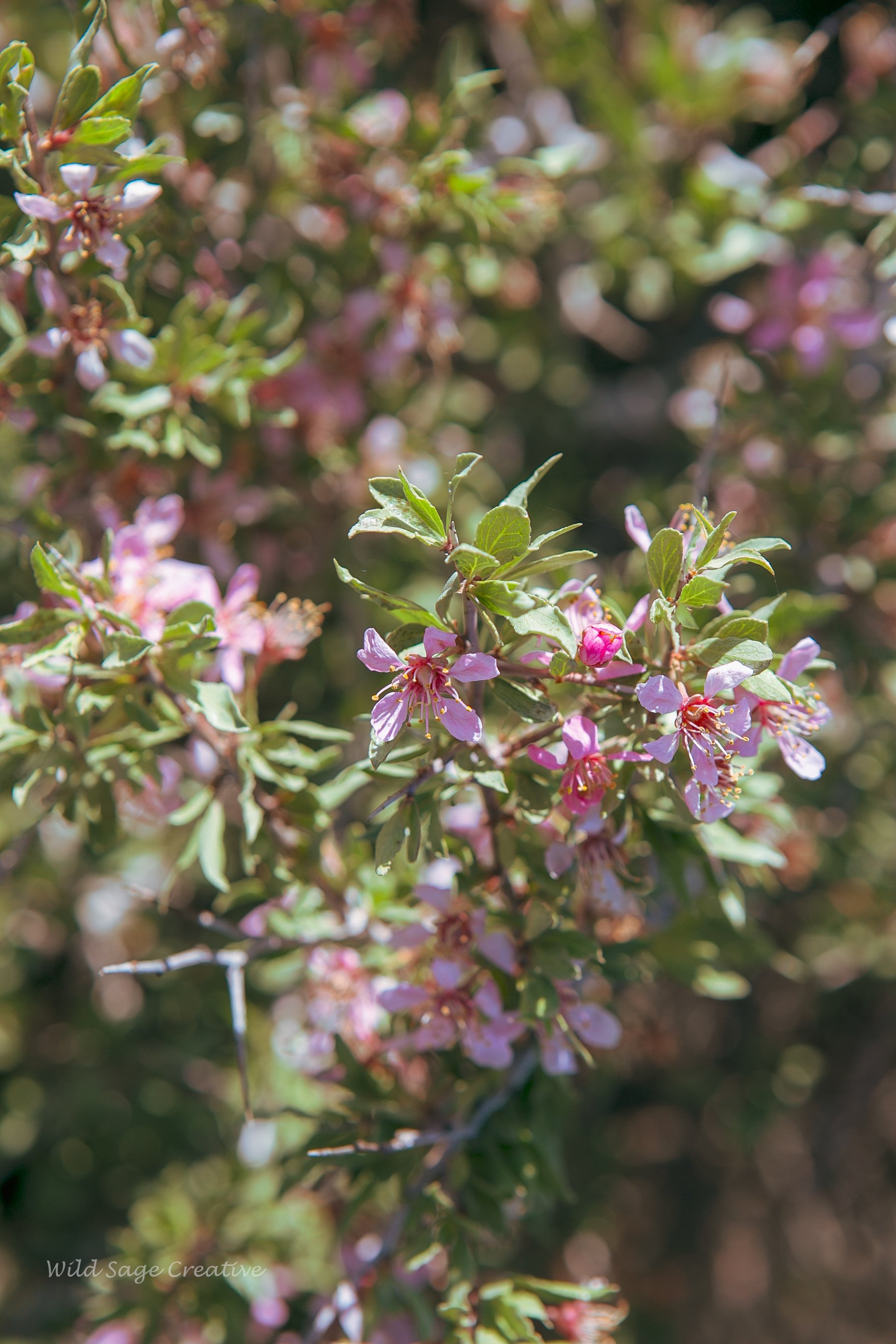 6.2023 Wildflowers Mammoth, WSC 05.jpg