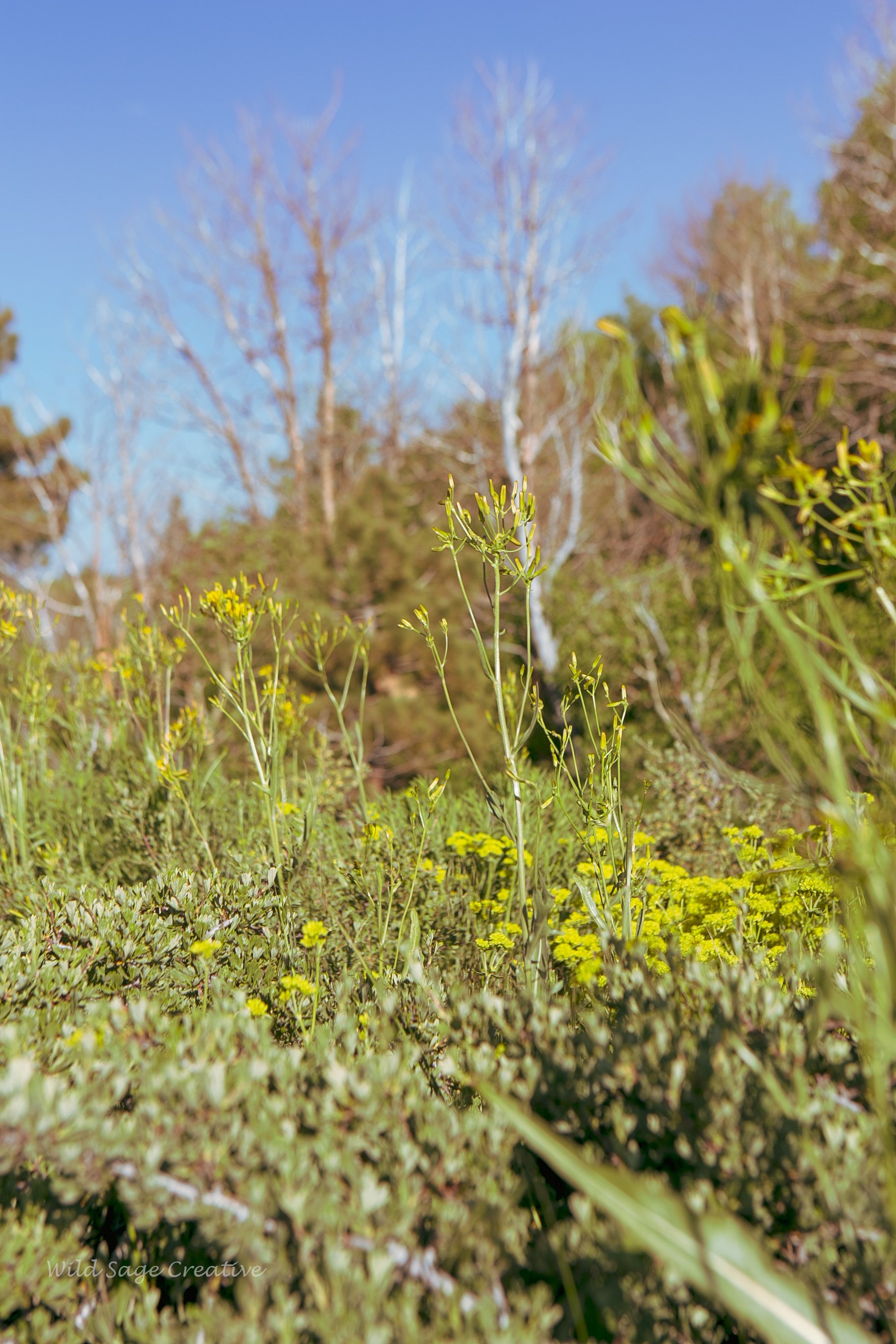 6.2023 Wildflowers Mammoth, WSC 21.jpg
