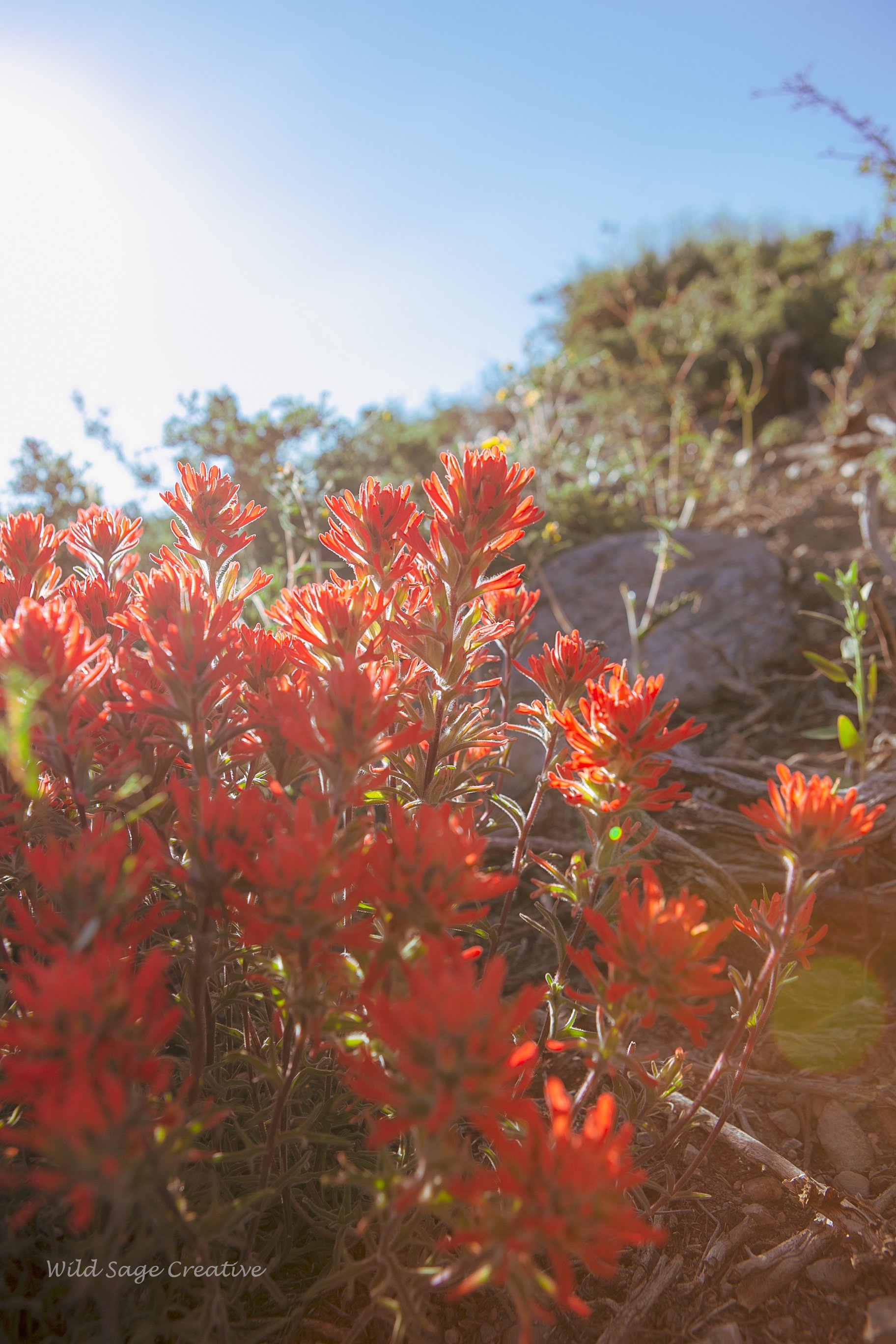 6.2023 Wildflowers Mammoth, WSC 36.jpg