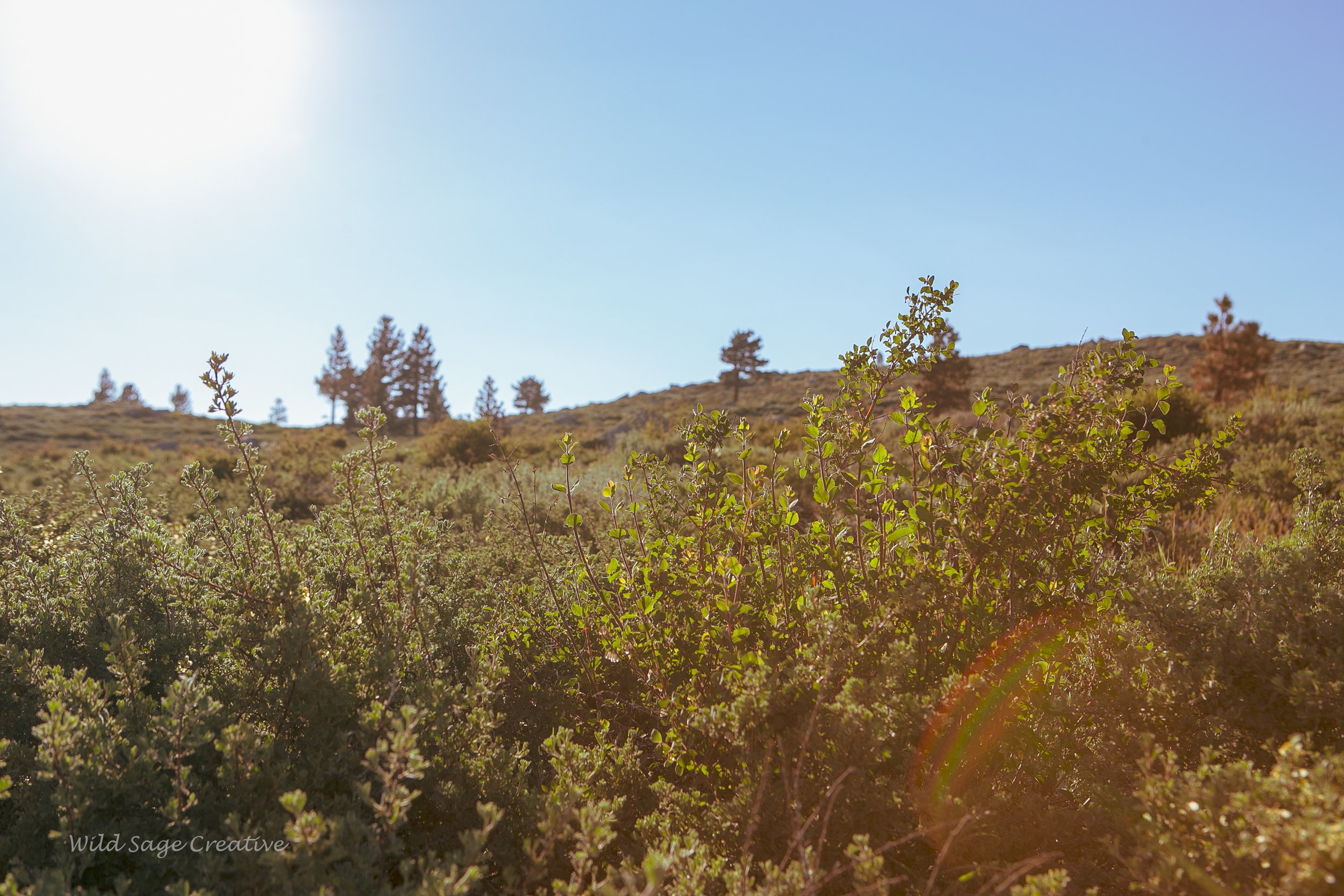 6.2023 Wildflowers Mammoth, WSC 49.jpg