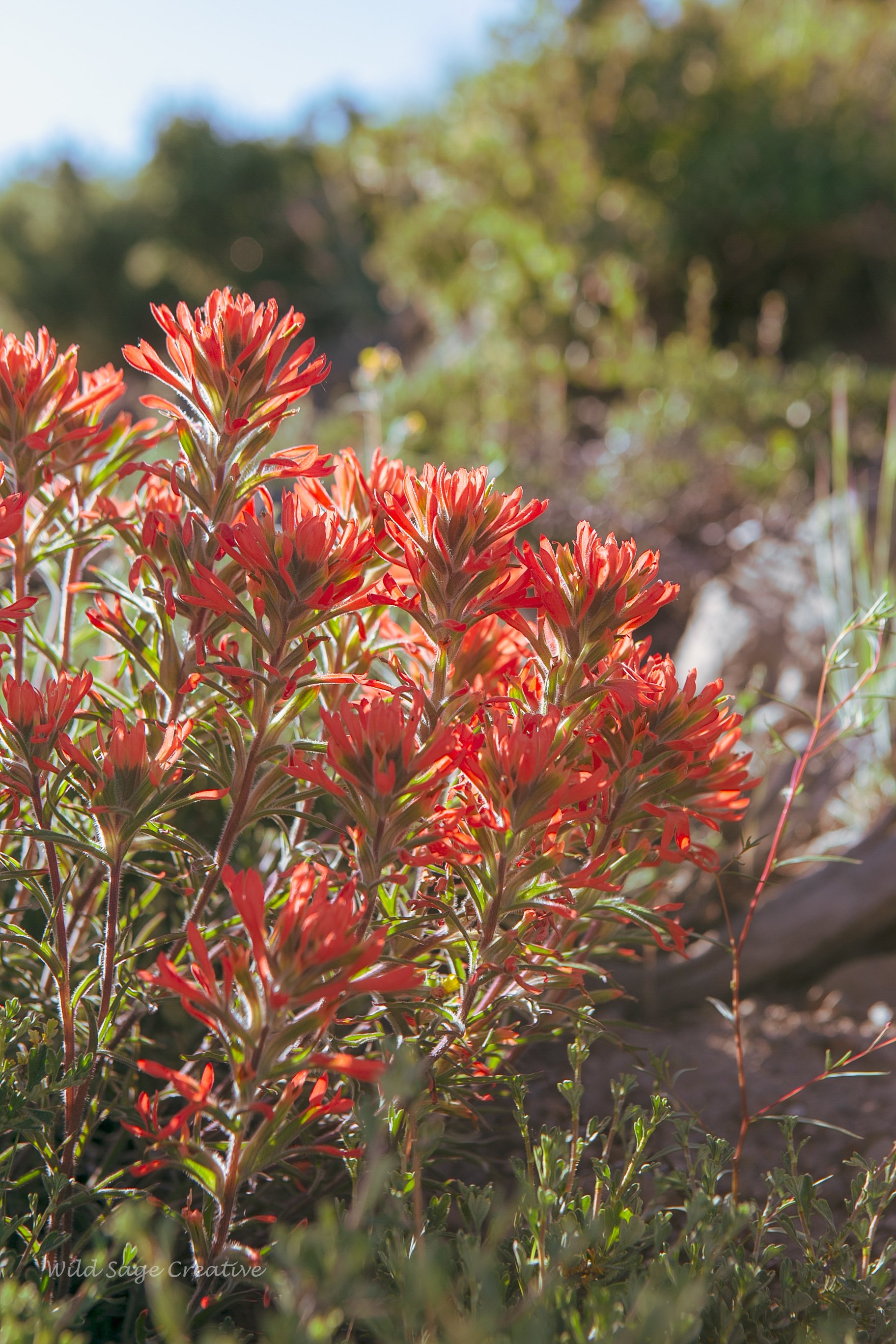 6.2023 Wildflowers Mammoth, WSC 29.jpg