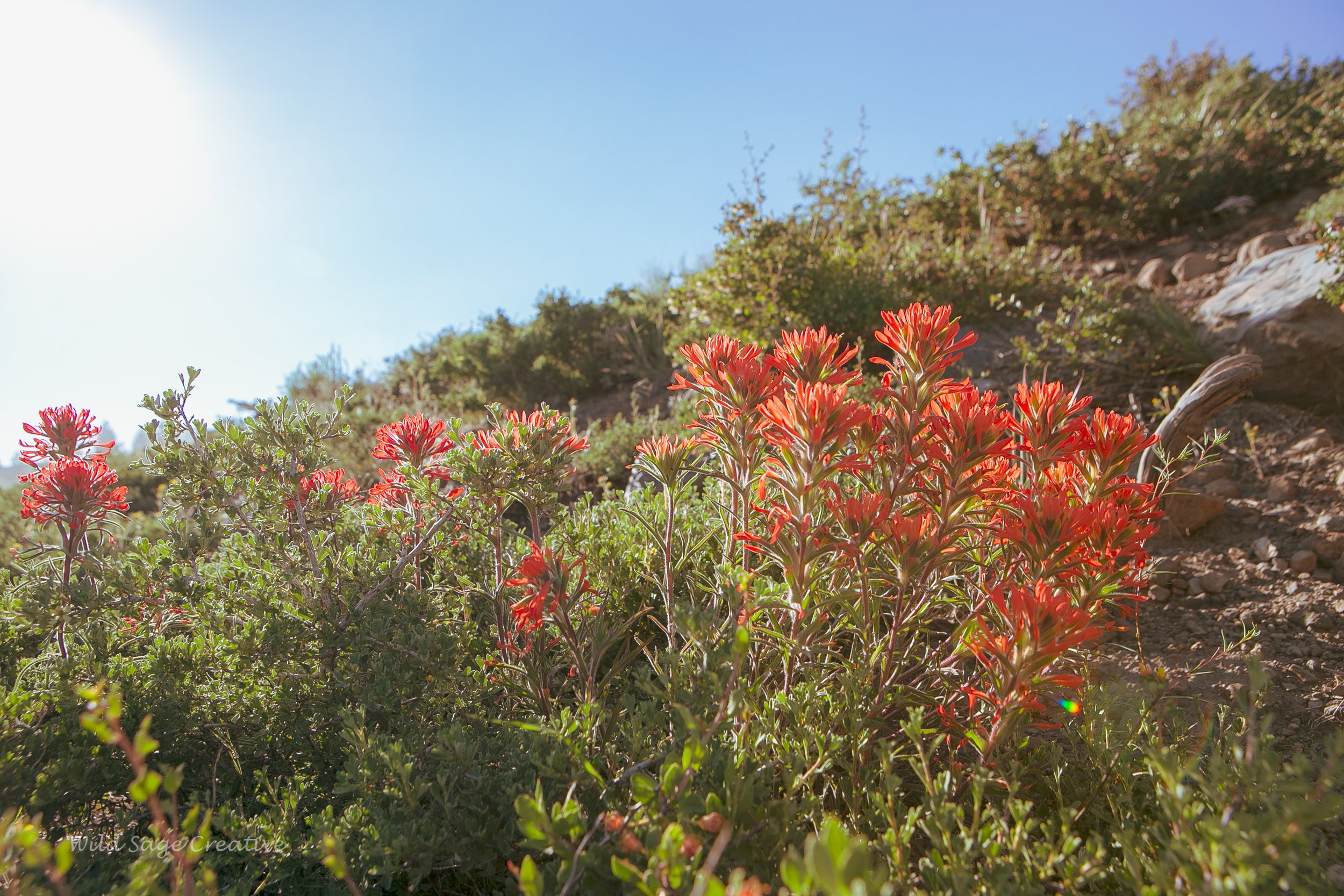 6.2023 Wildflowers Mammoth, WSC 32.jpg