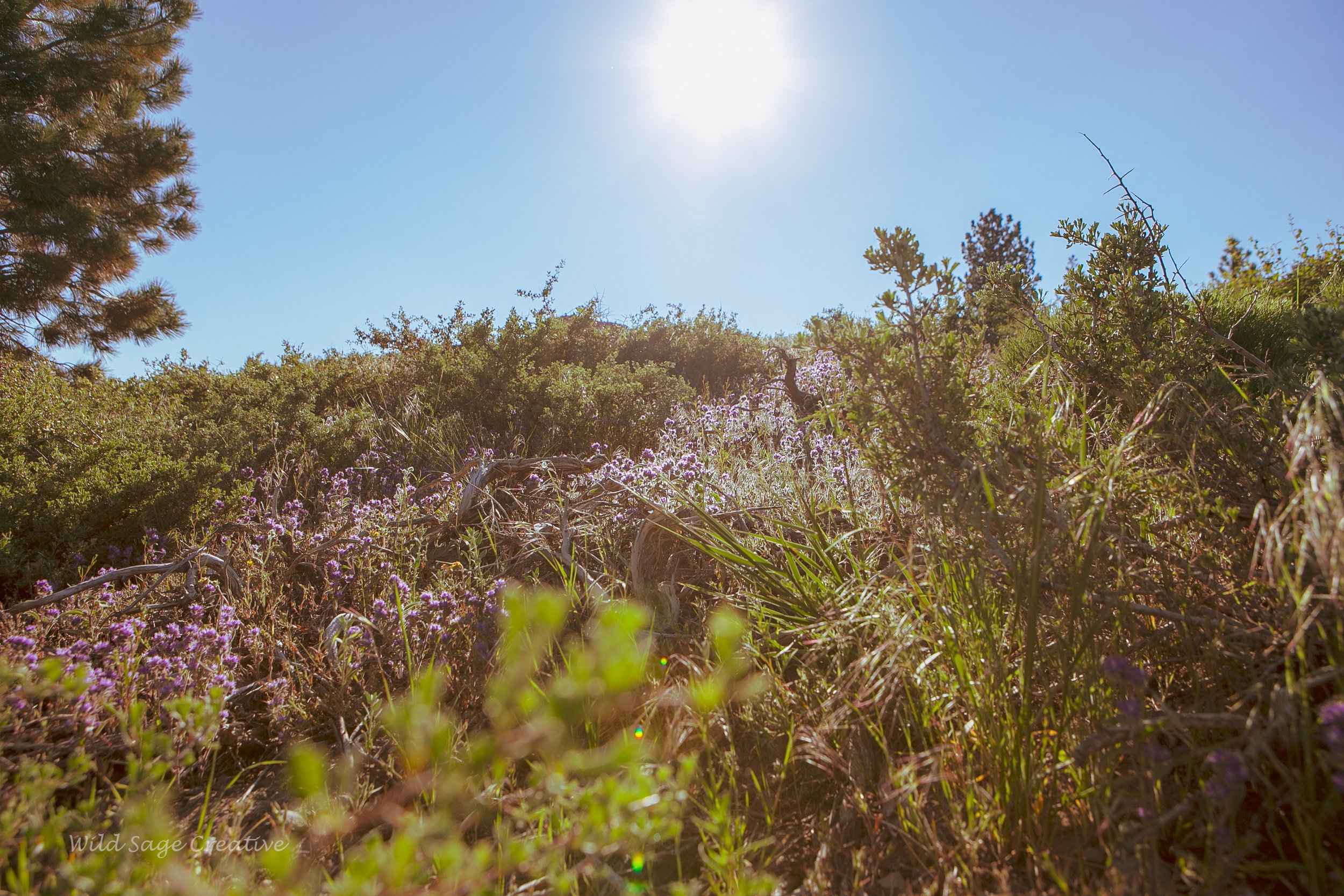 6.2023 Wildflowers Mammoth, WSC 13.jpg
