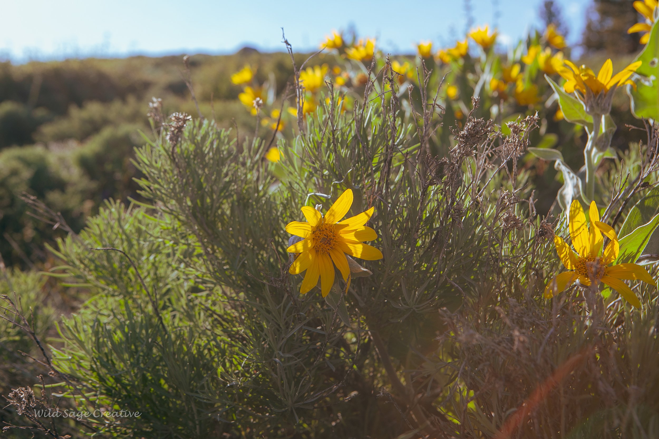 6.2023 Wildflowers Mammoth, WSC 41.jpg