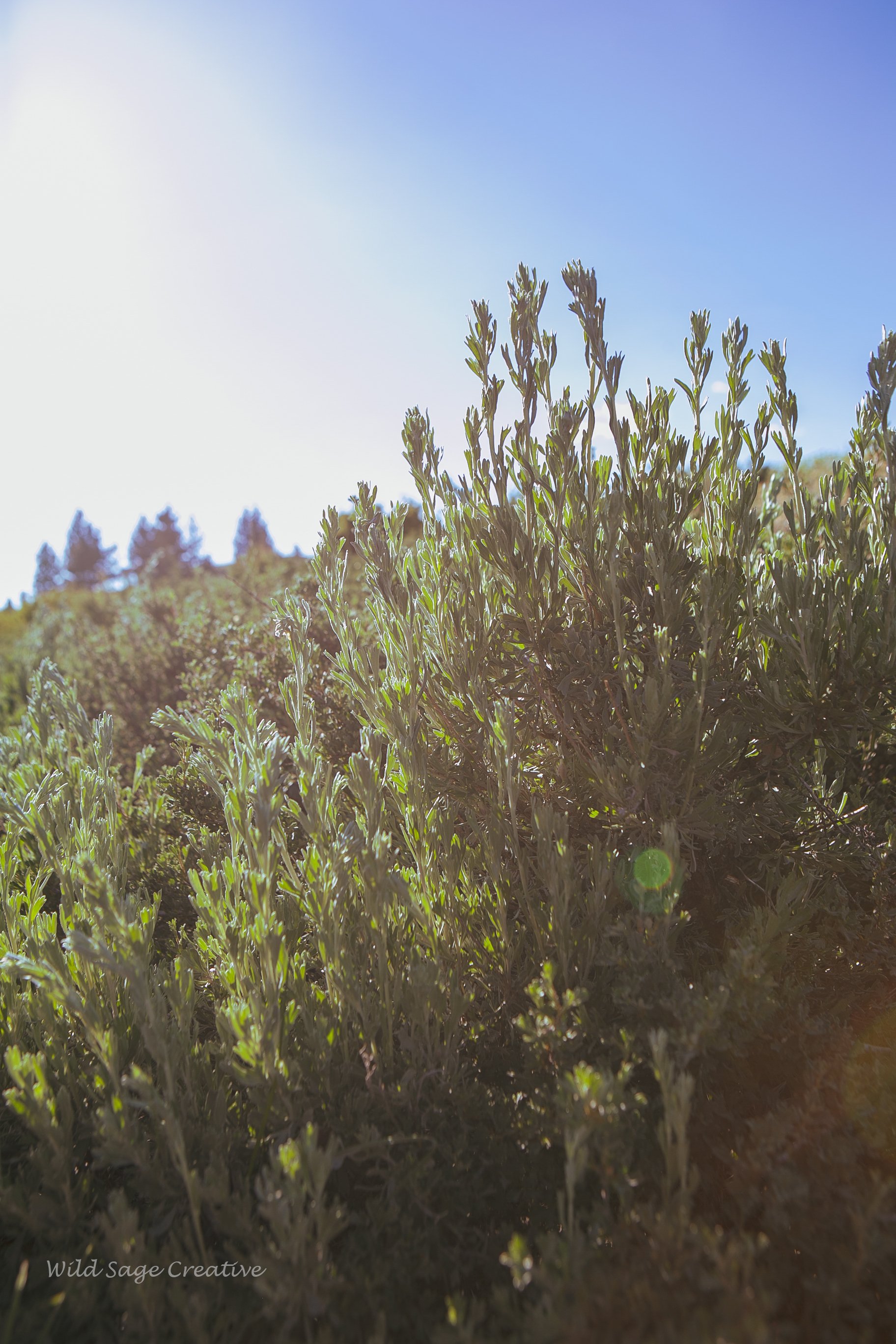 6.2023 Wildflowers Mammoth, WSC 24.jpg