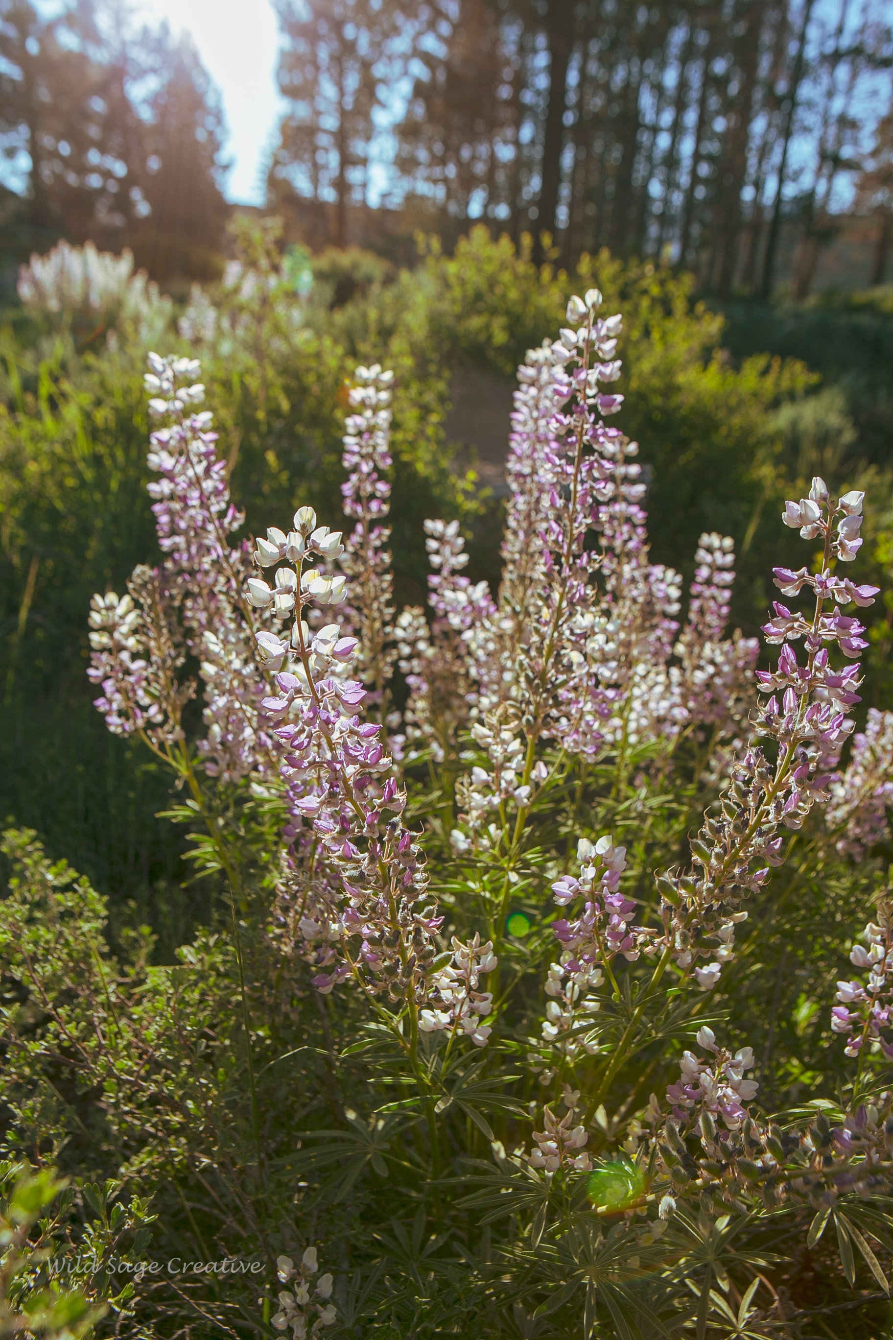 6.2023 Wildflowers Mammoth, WSC 59.jpg
