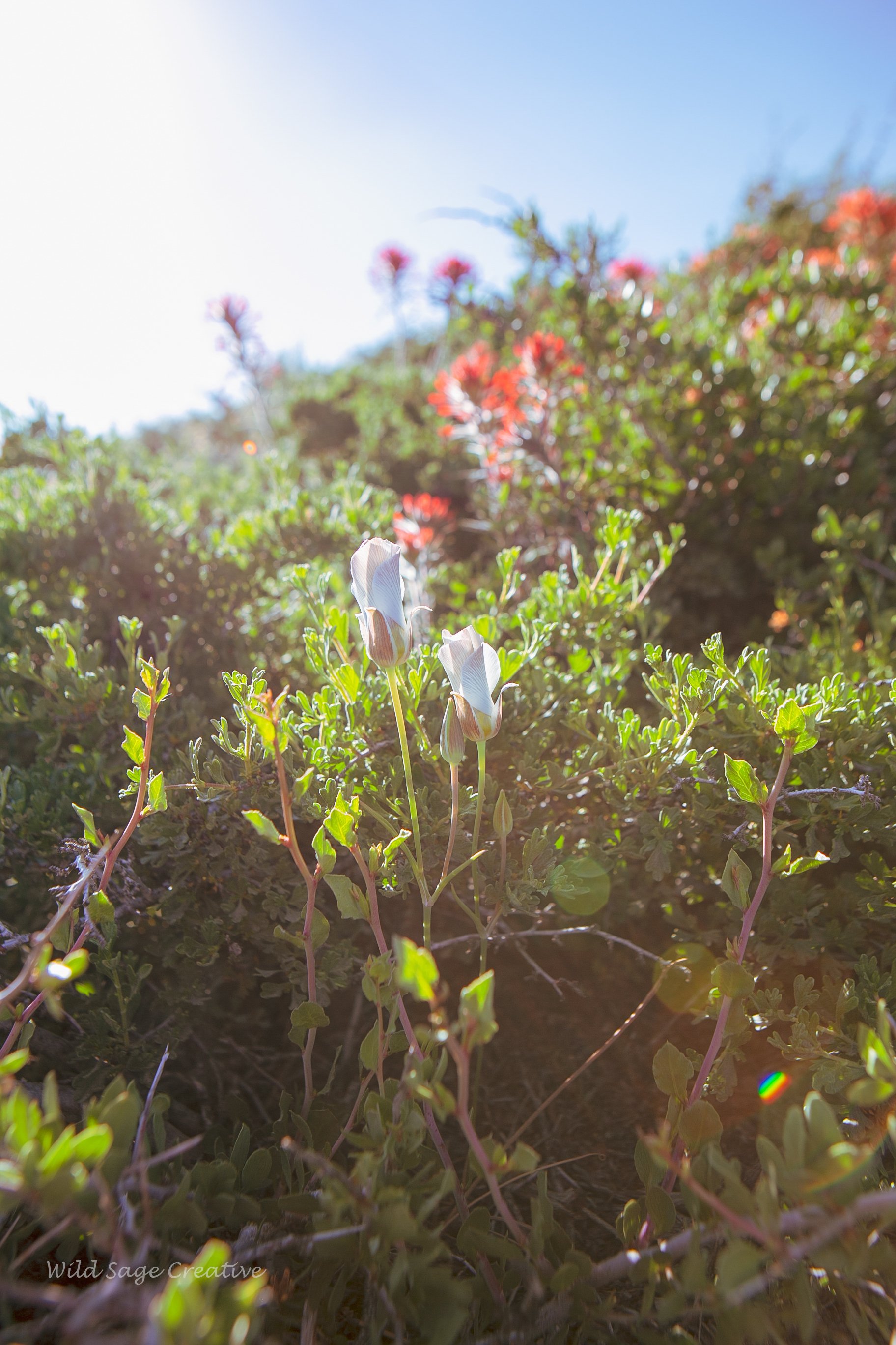 6.2023 Wildflowers Mammoth, WSC 33.jpg