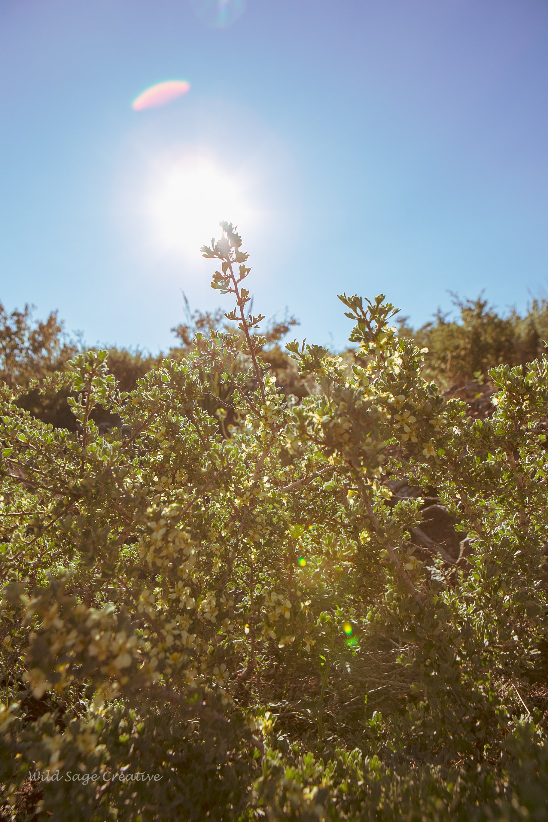 6.2023 Wildflowers Mammoth, WSC 08.jpg