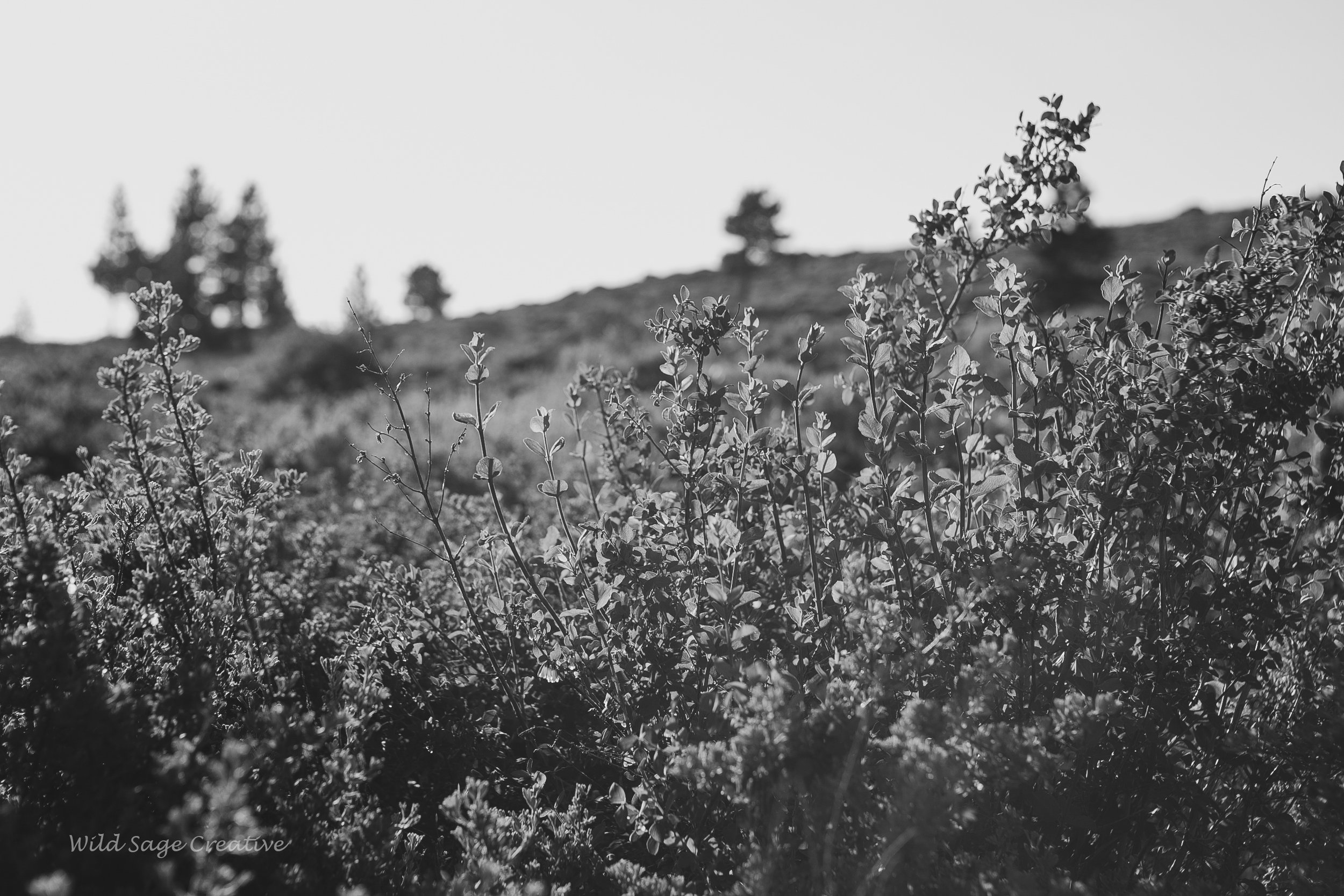 6.2023 Wildflowers Mammoth, WSC 50.jpg