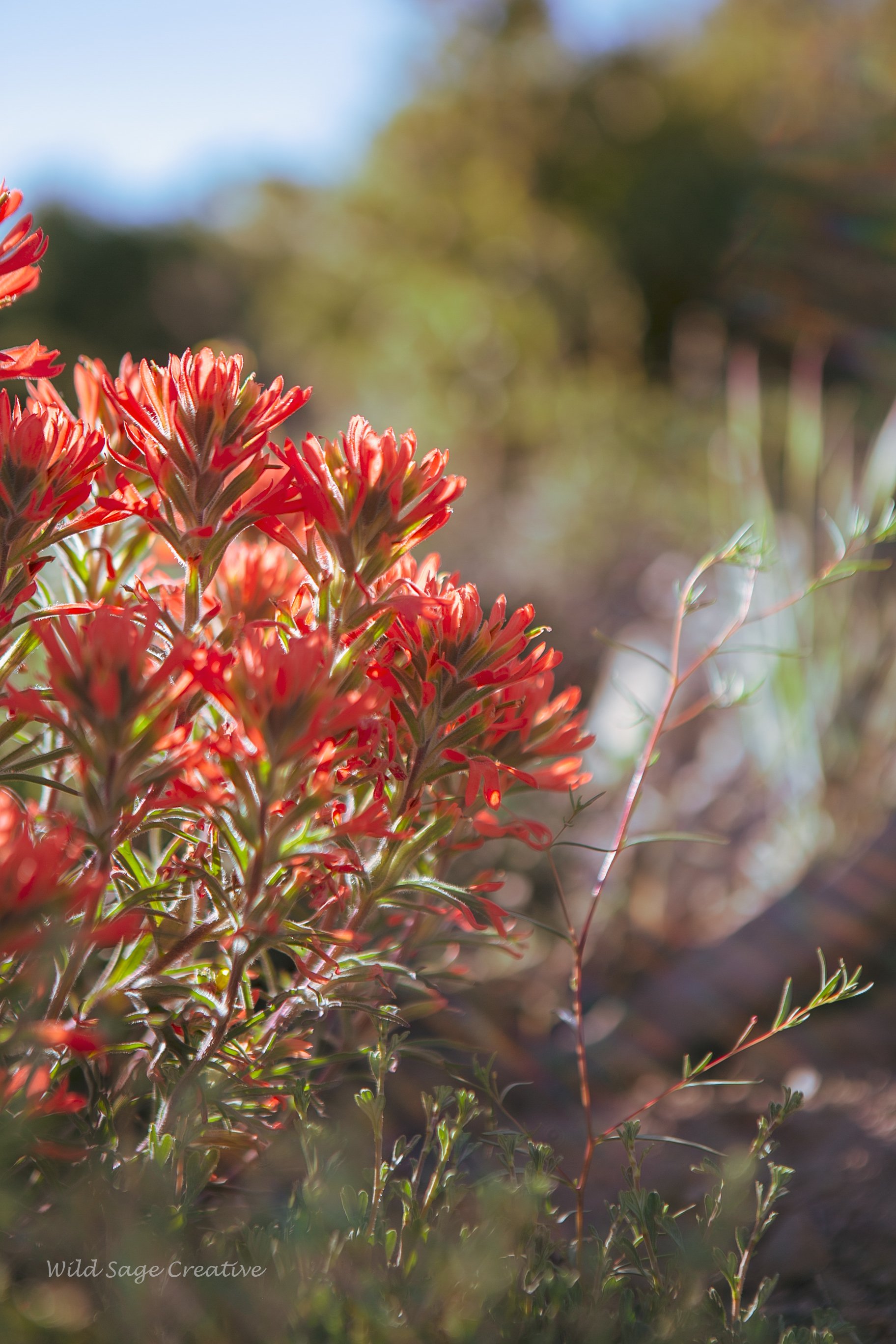 6.2023 Wildflowers Mammoth, WSC 31.jpg