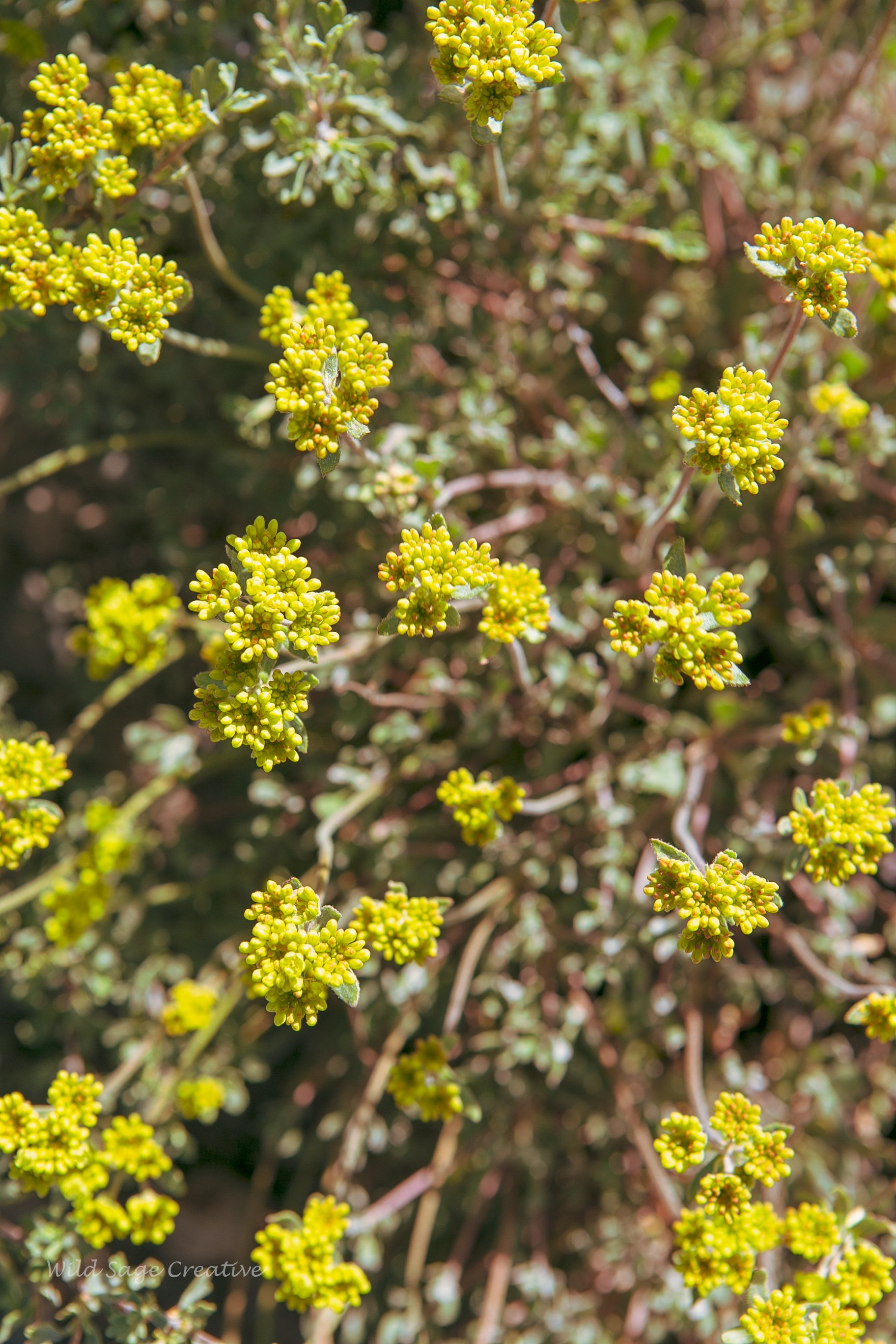 6.2023 Wildflowers Mammoth, WSC 19.jpg