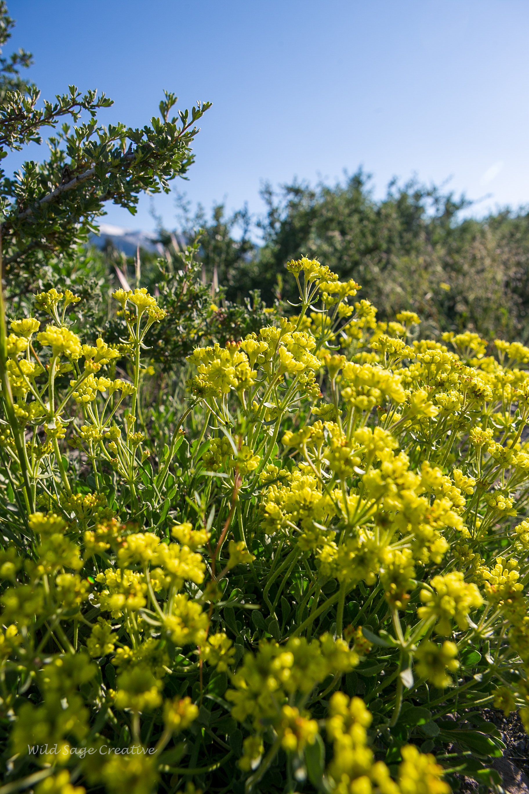 6.2023 Wildflowers Mammoth, WSC 07.jpg