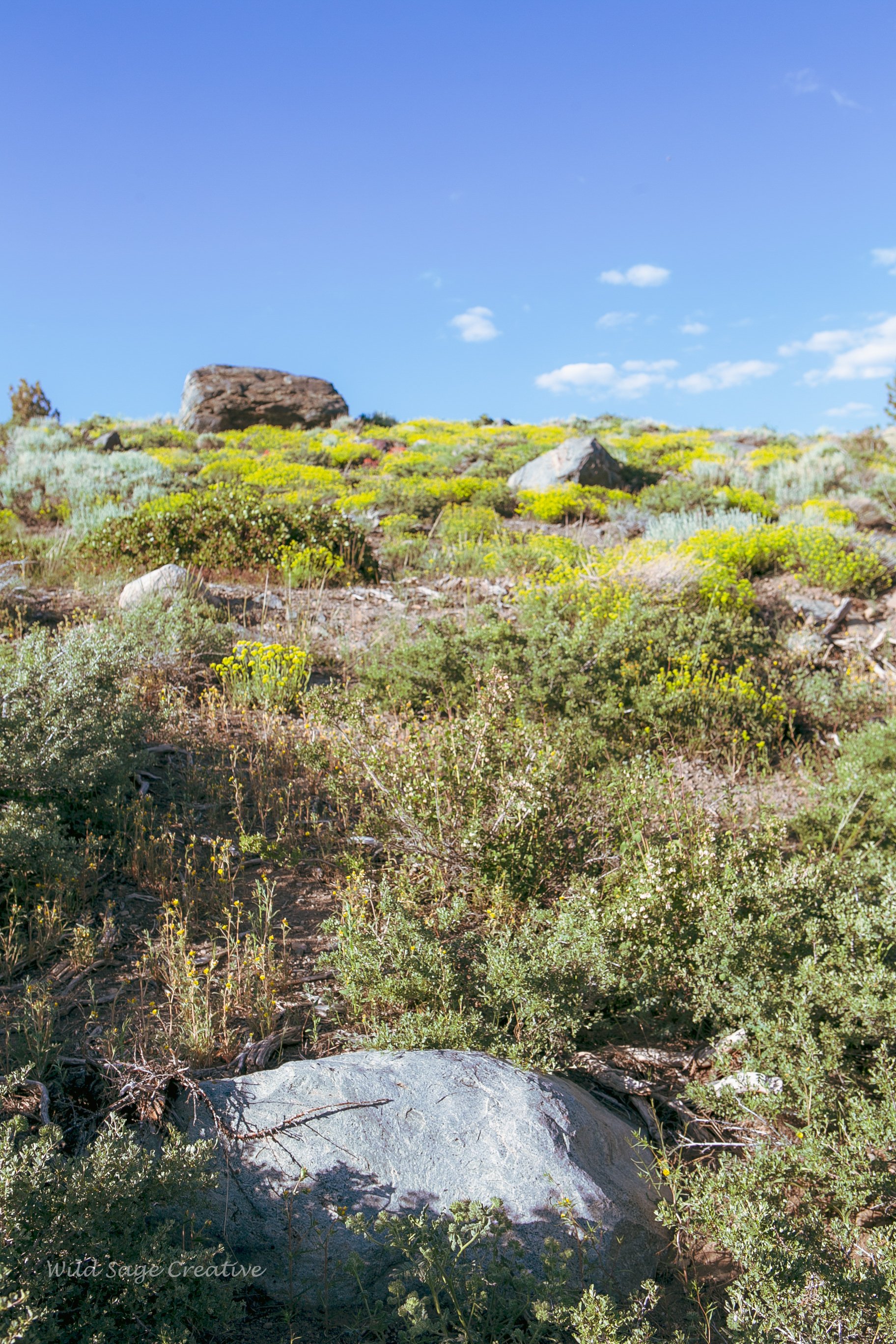 6.2023 Wildflowers Mammoth, WSC 28.jpg