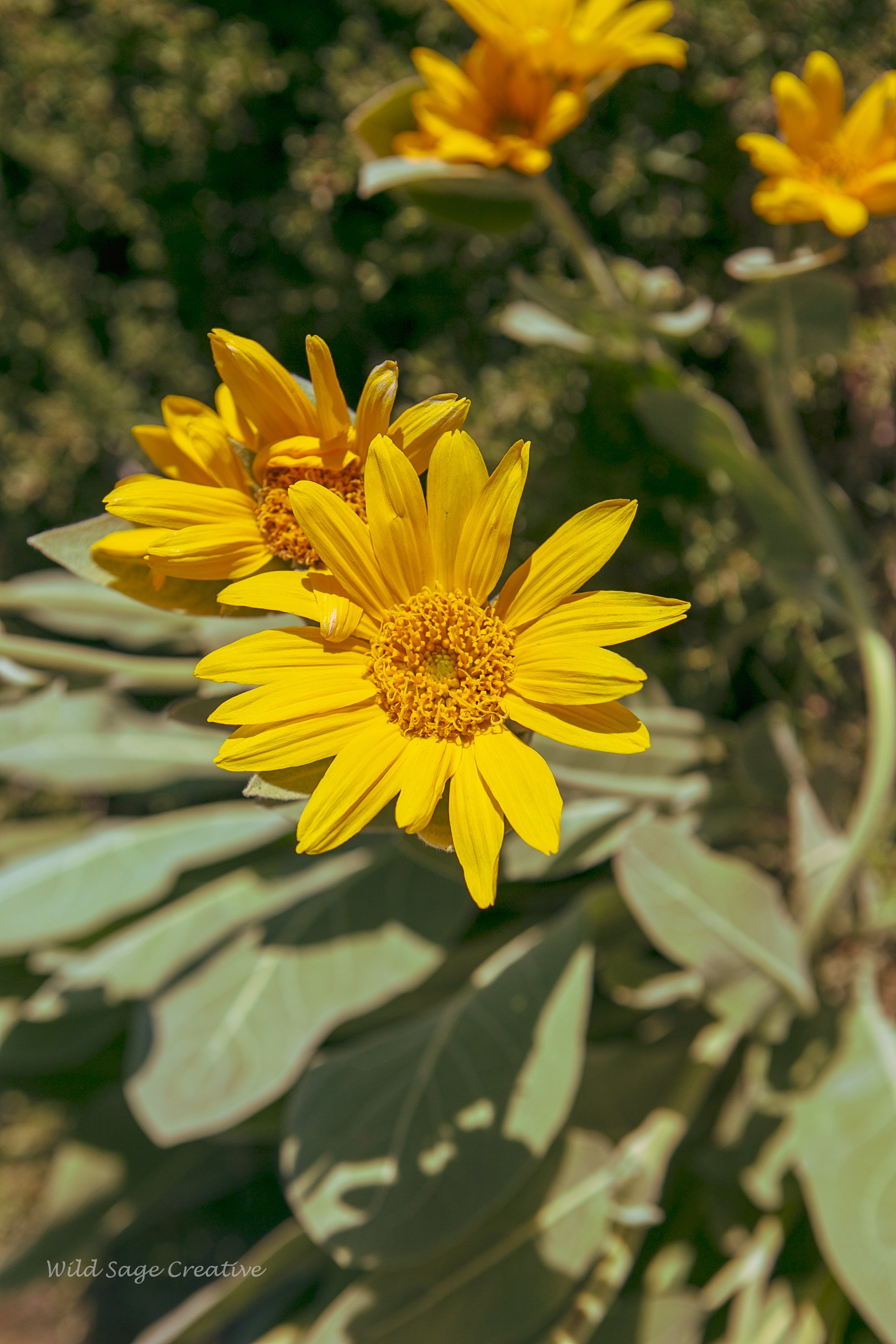 6.2023 Wildflowers Mammoth, WSC 26.jpg