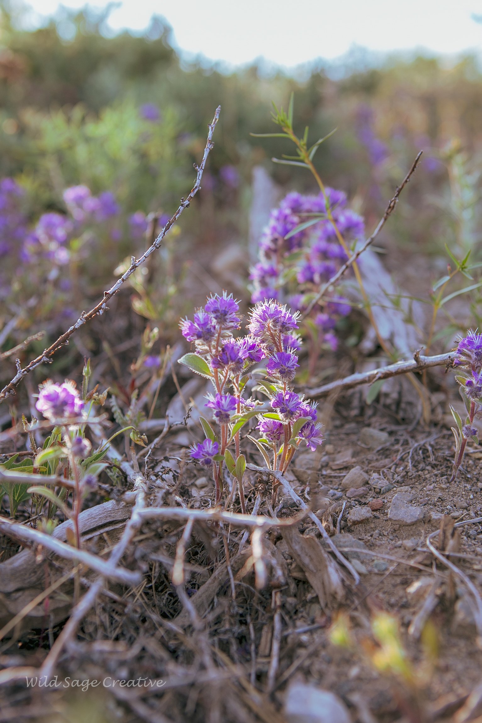 6.2023 Wildflowers Mammoth, WSC 37.jpg