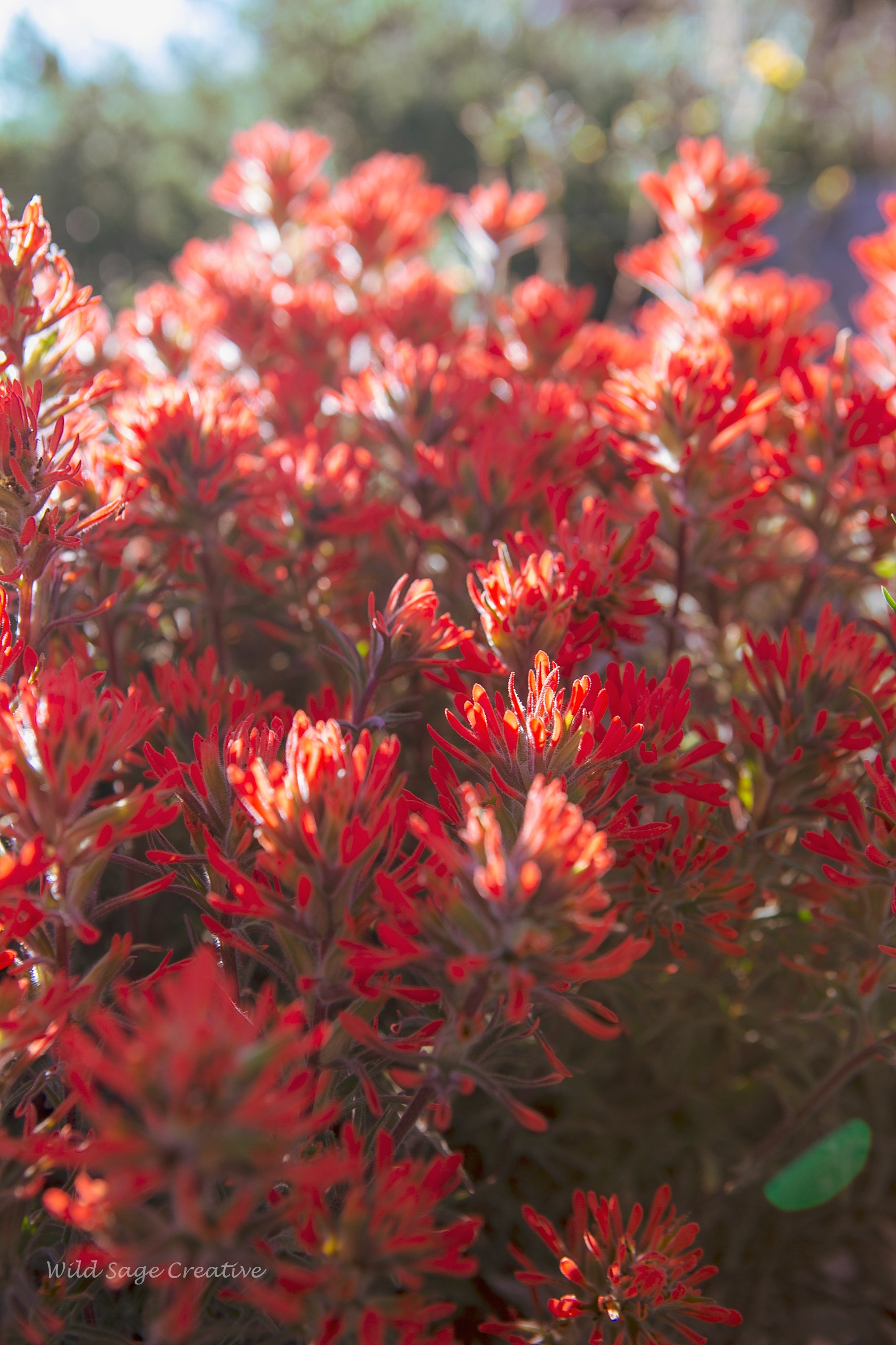 6.2023 Wildflowers Mammoth, WSC 35.jpg