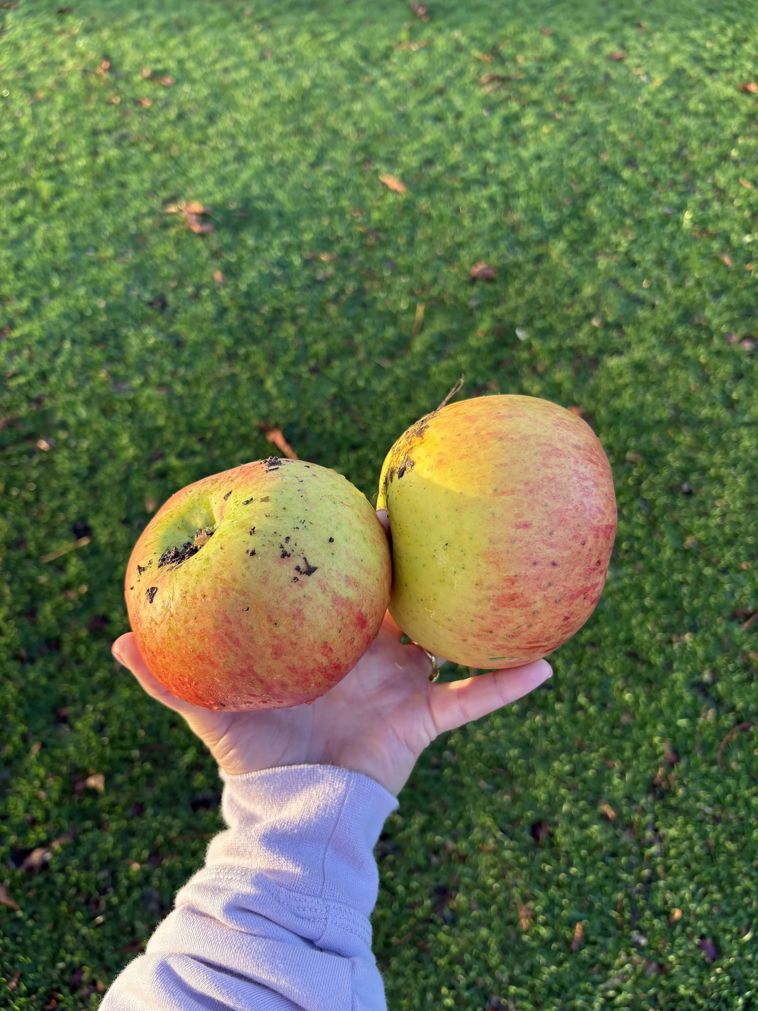 Exploring the Orchard - these wre huge!
