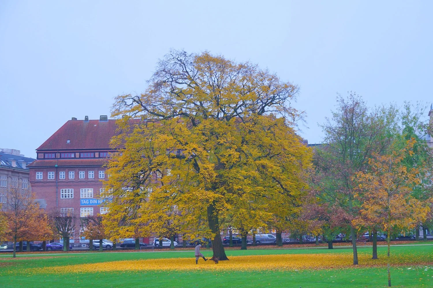 Efterårs glæder