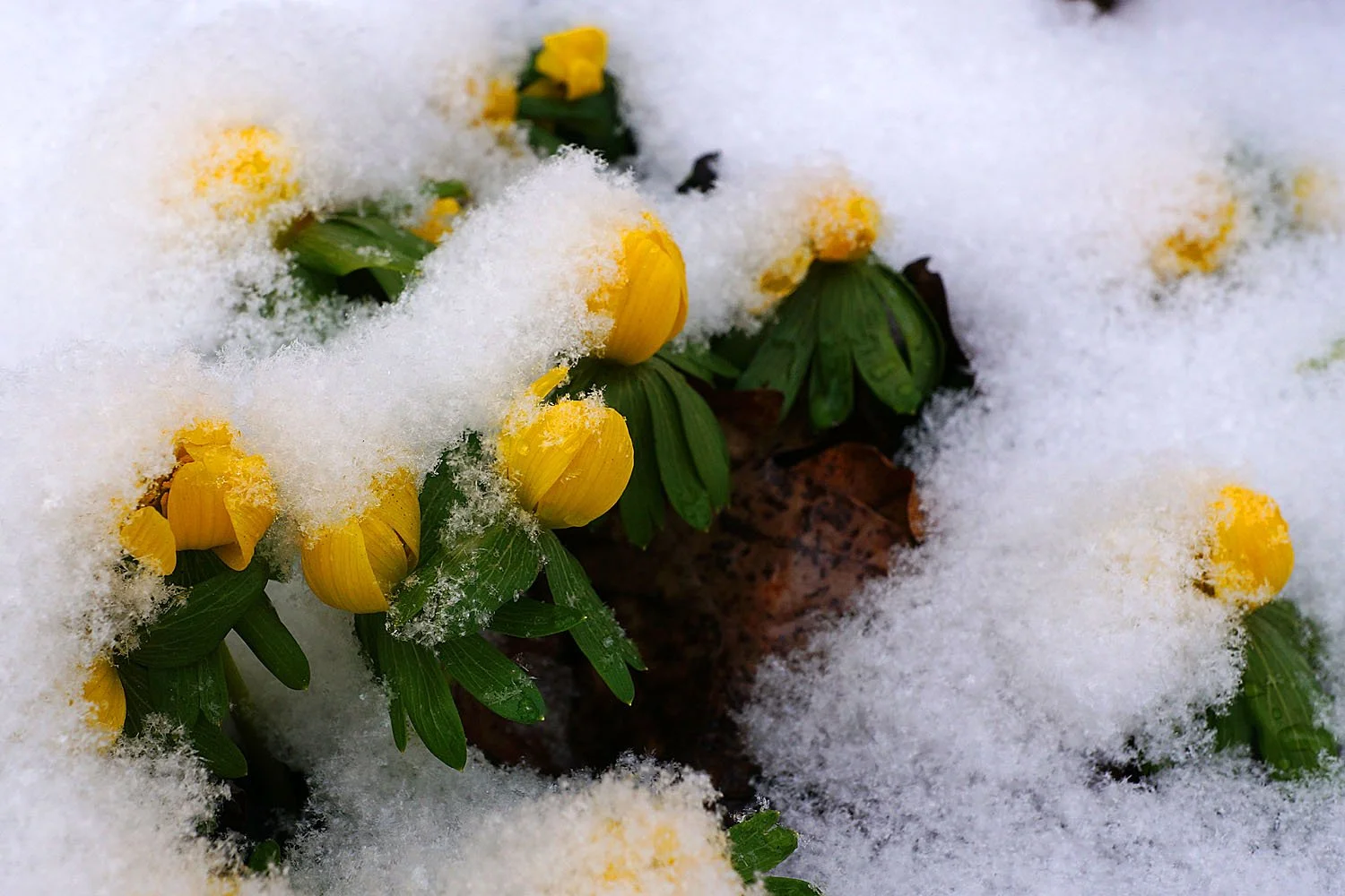 2026 02 キュネルミッセ