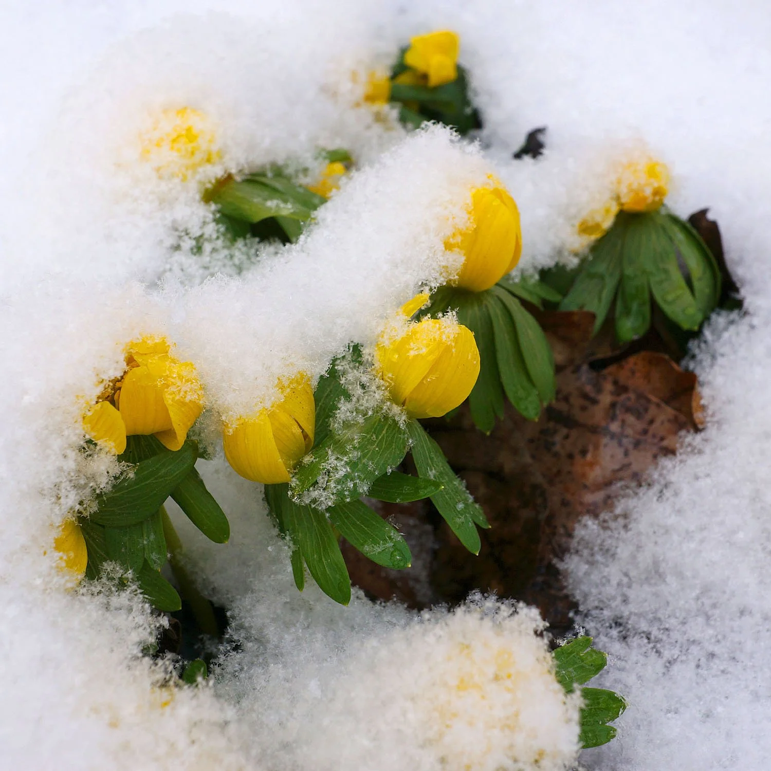 2026 02 キュネルミッセ