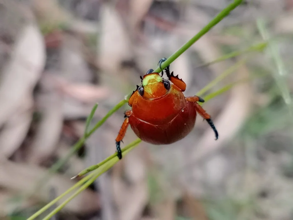 Invertebrates Australia