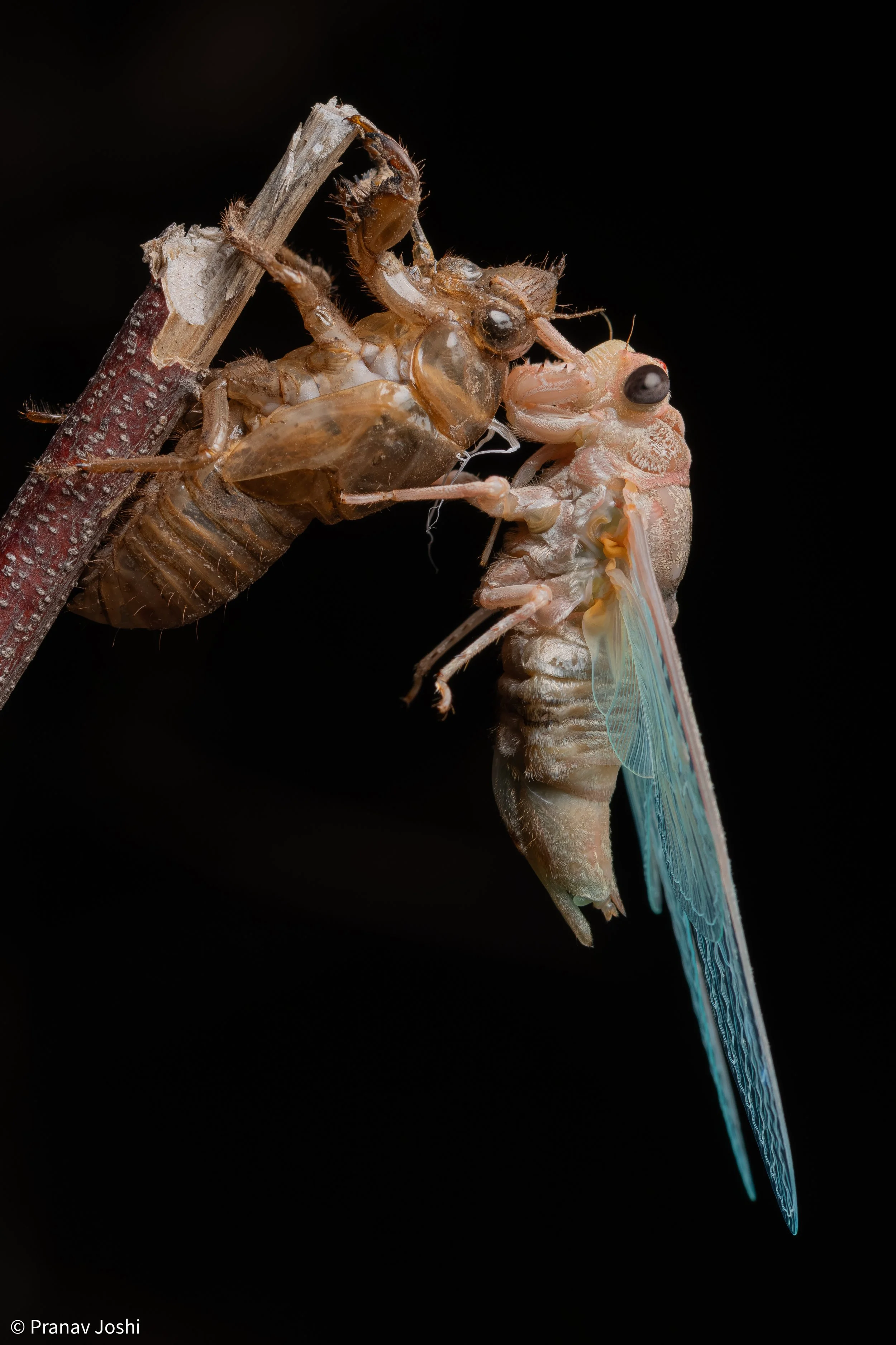 HIGHLY COMMENDED – Moulting cicada in Sydney by Pranav Joshi